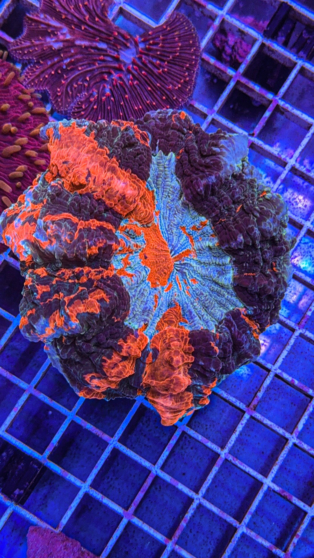 Acanthophyllia (WYSIWYG)