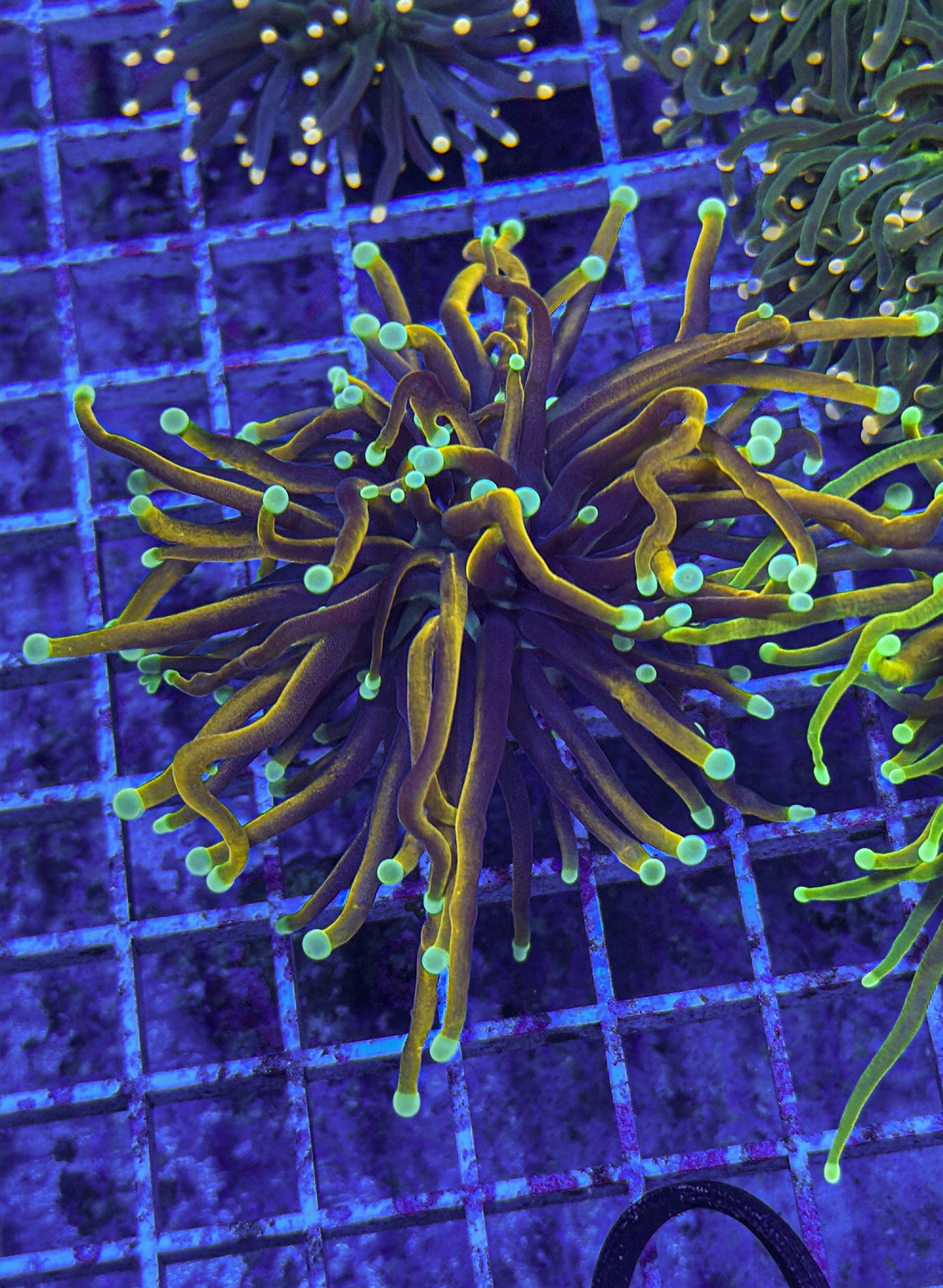 Indo Gold Torch (WYSIWYG)