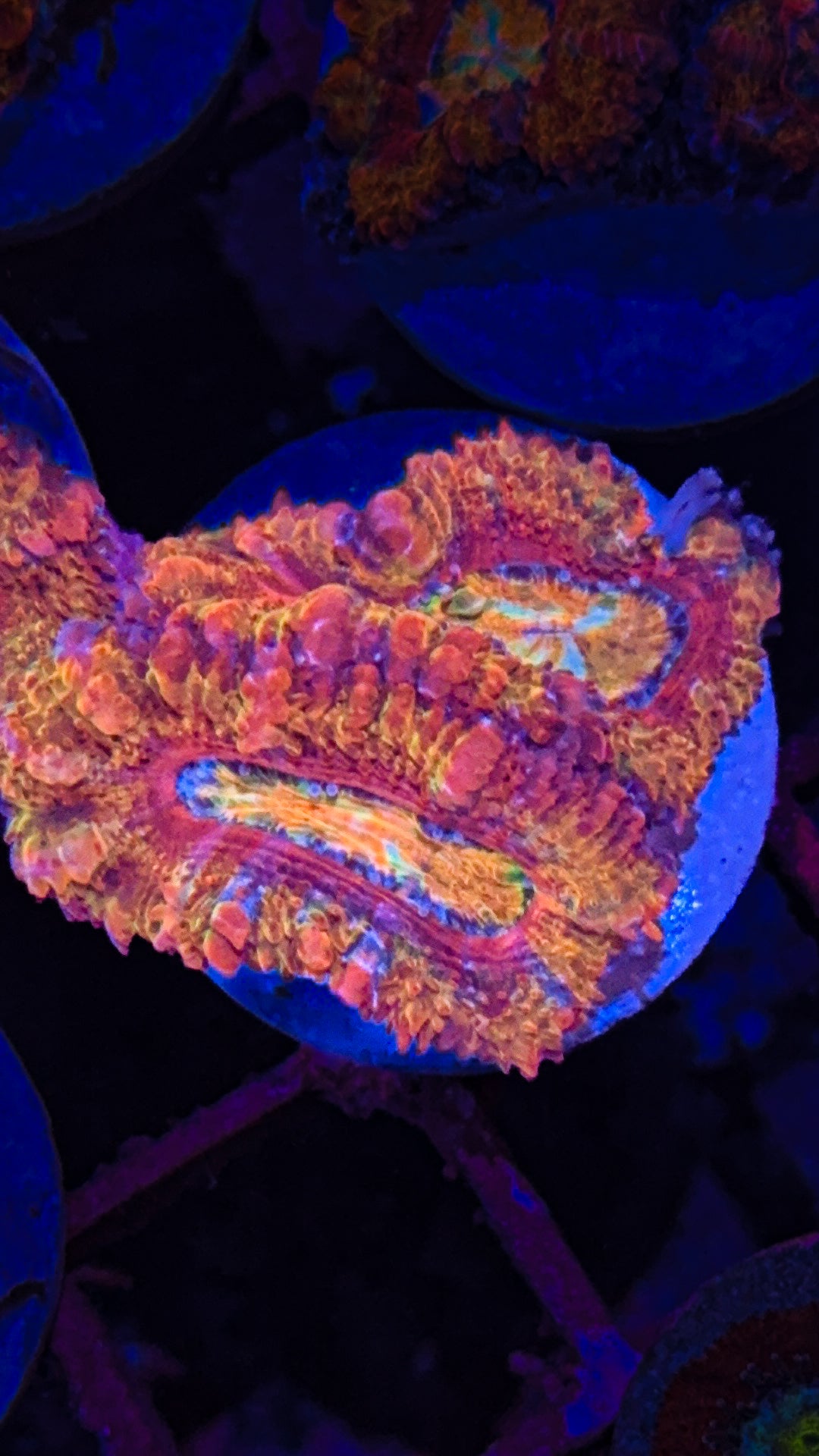 Rainbow Acan (WYSIWYG)