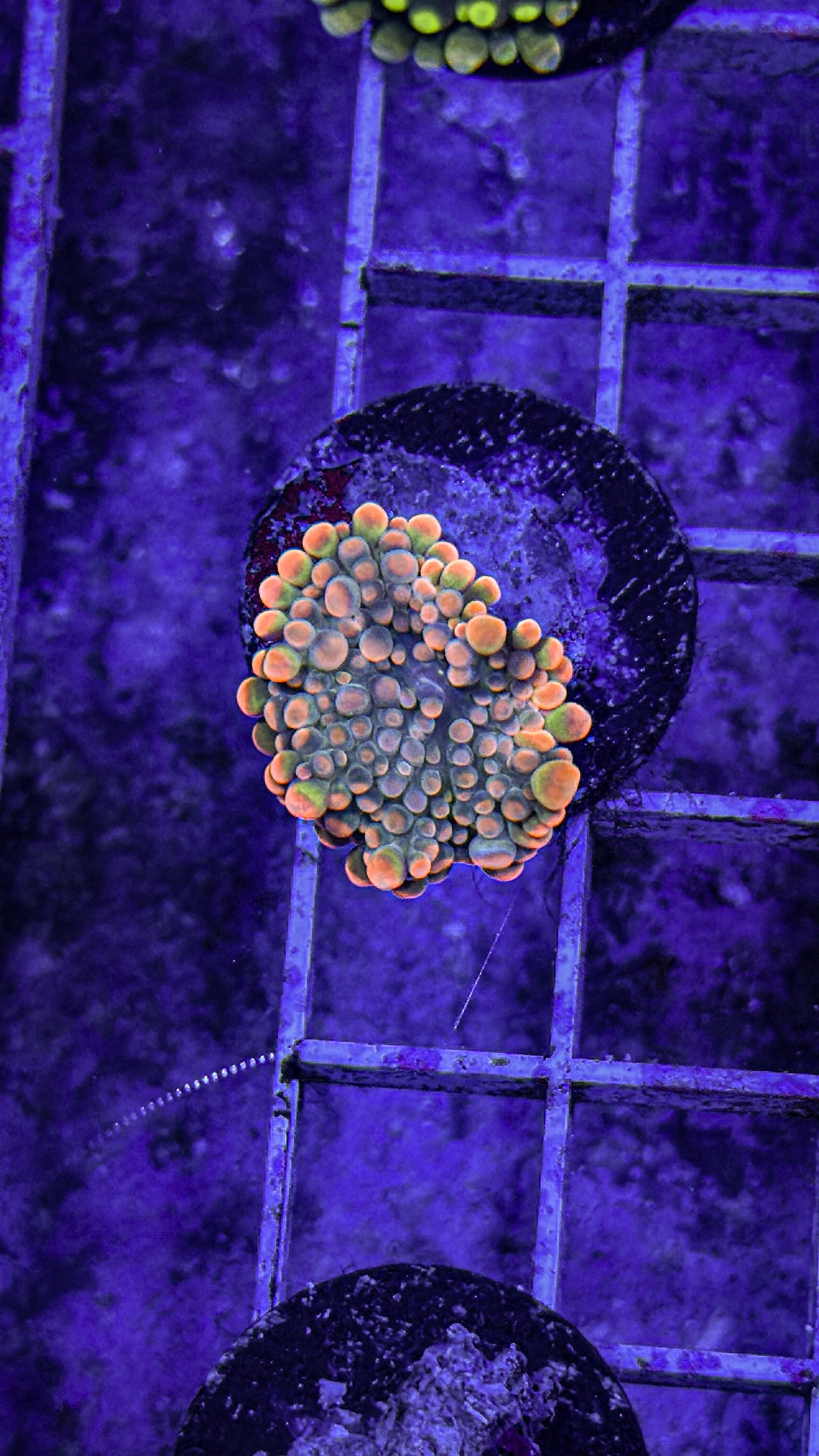 Malaysian Bounce Yuma (WYSIWYG)