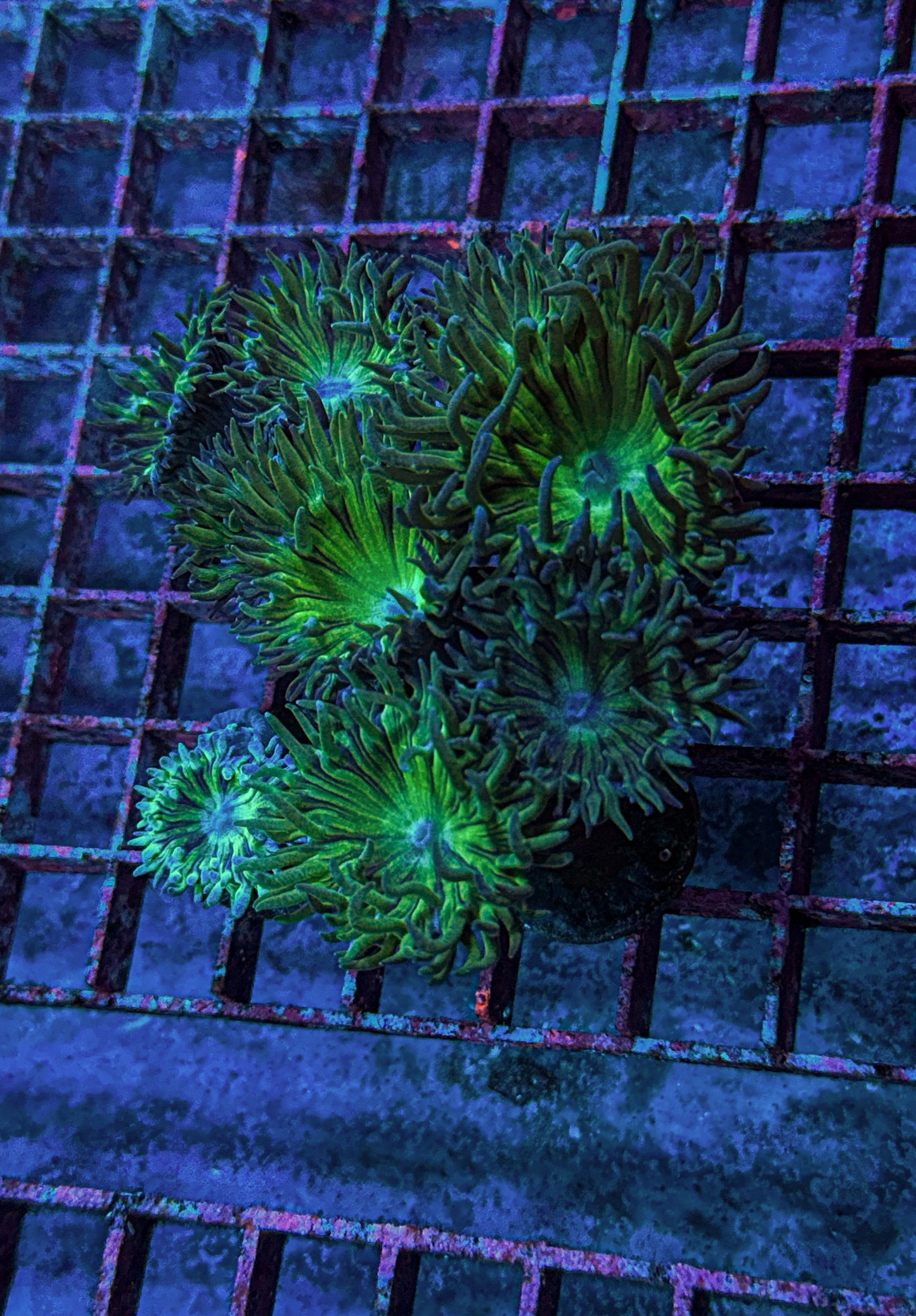 Duncan Coral (WYSIWYG)