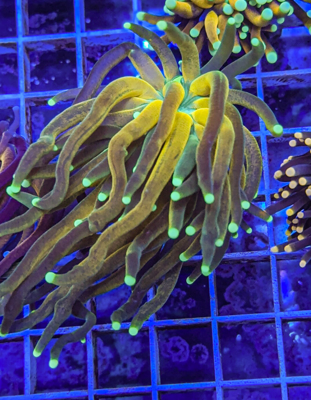 Tiger Torch (WYSIWYG)