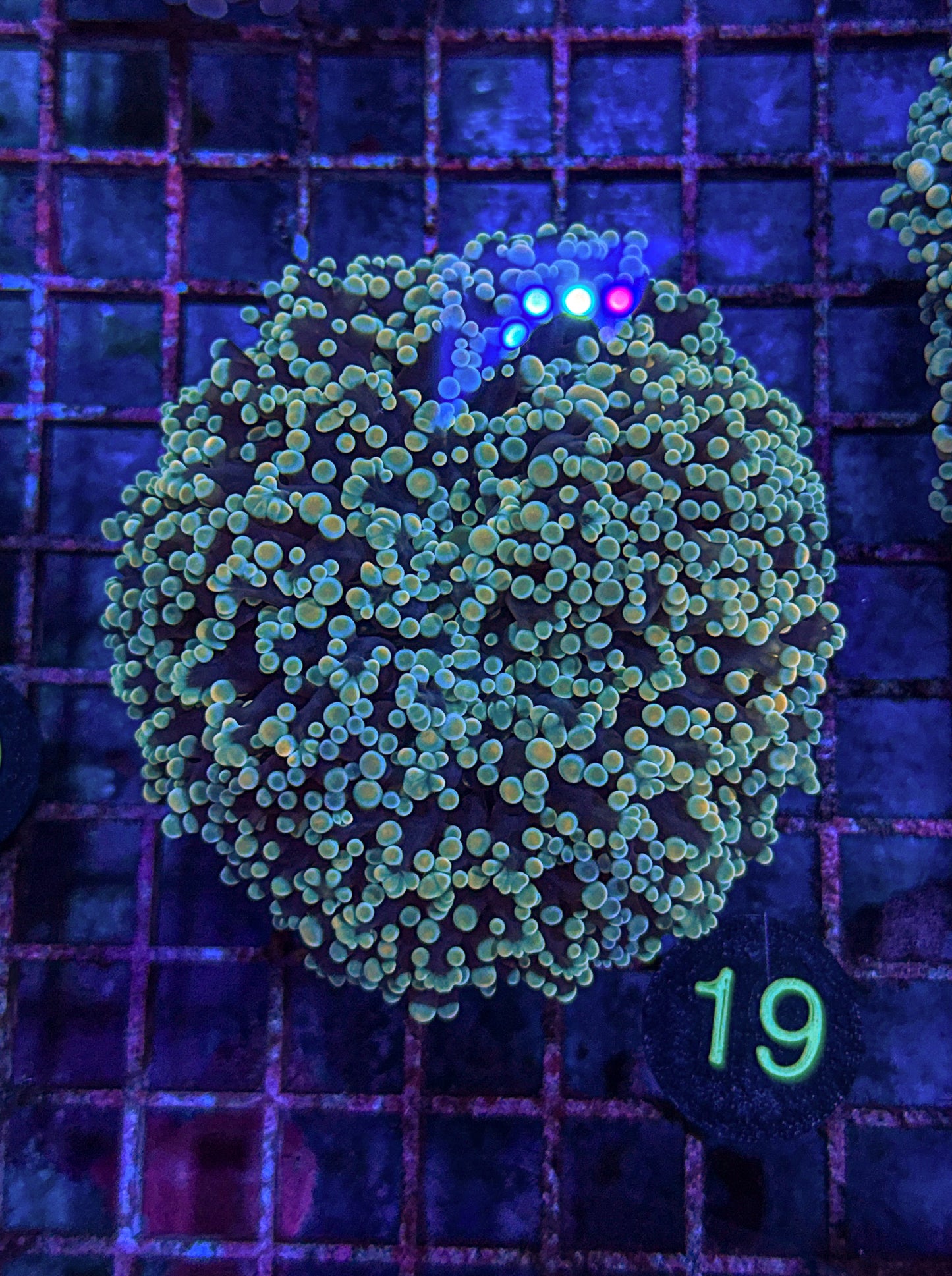 XL Rainbow Kingspawn (WYSIWYG)