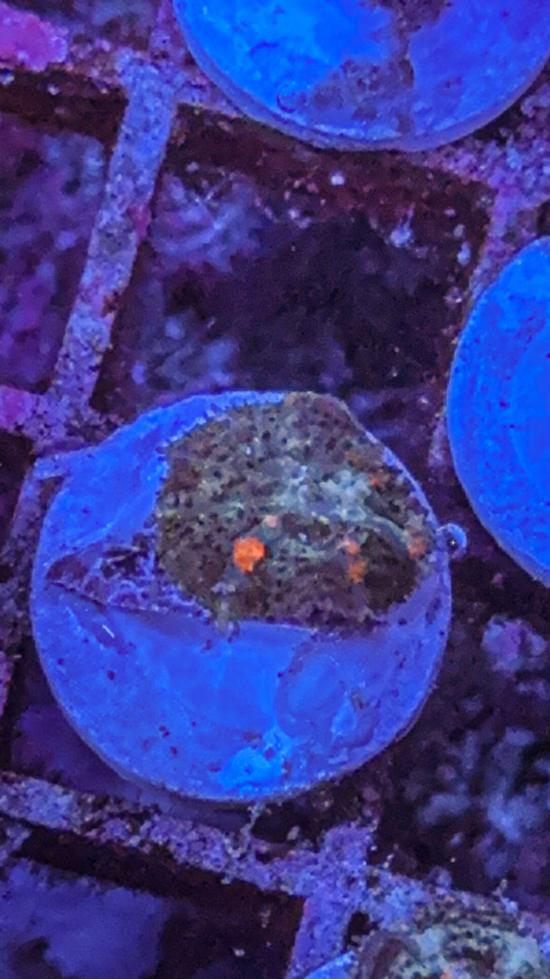 Wild Bounce Mushroom (WYSIWYG)