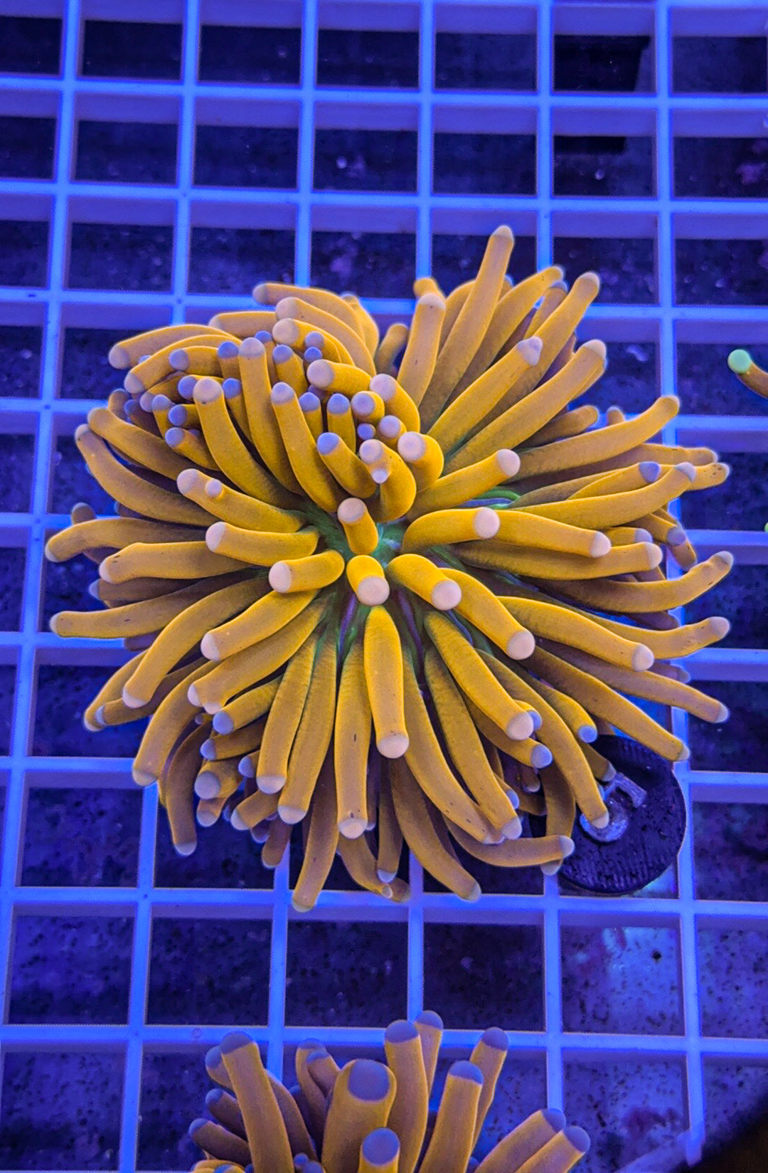 Pink Tip Banana Grail Torch #5 (WYSIWYG)