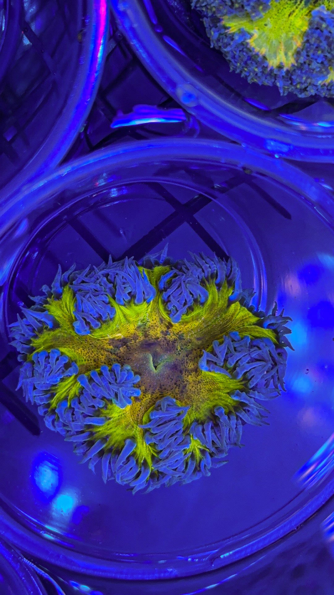 Yellow Center Rock Flower Anemone (WYSIWYG)