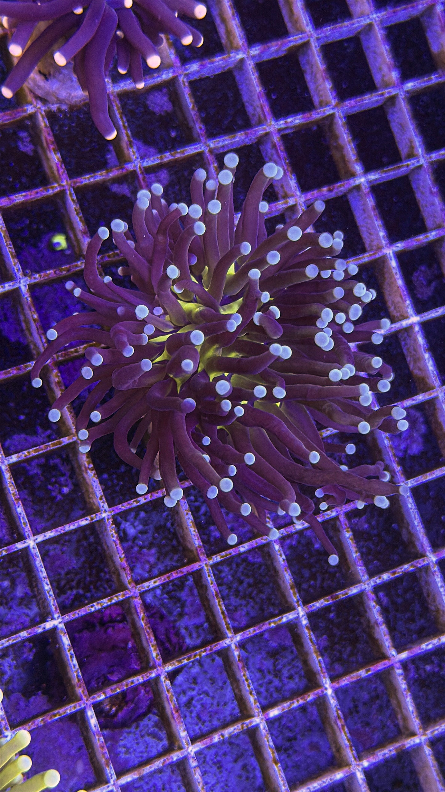 Malaysian Knicks Torch (WYSIWYG)