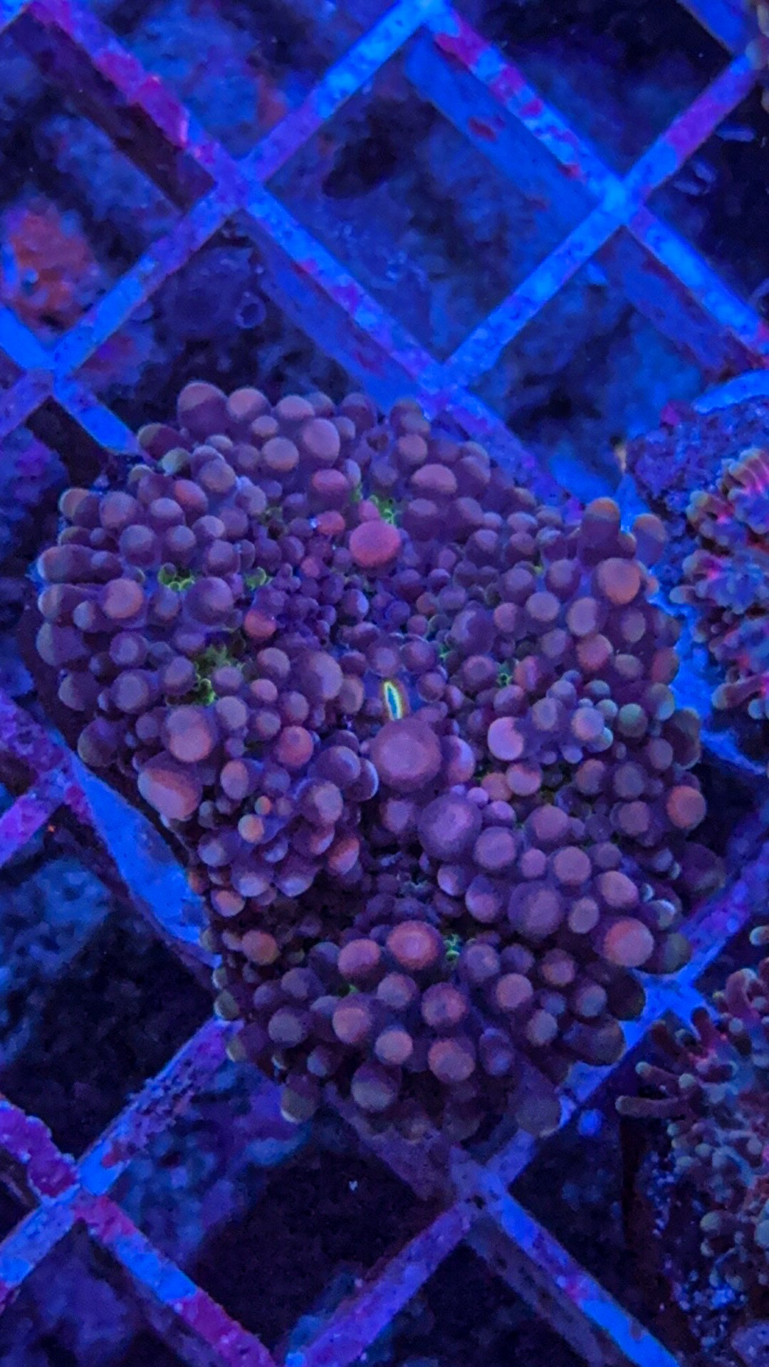 Purple Haze Yuma Mushroom (WYSIWYG)
