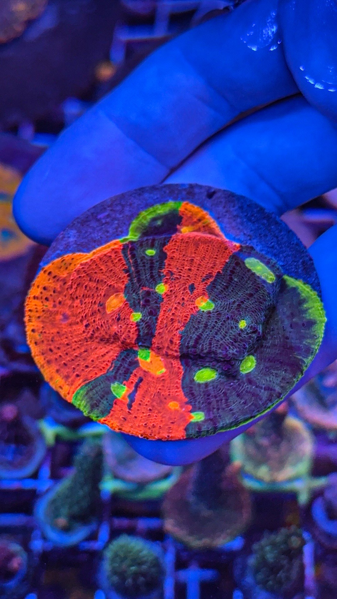 SC Dynamite Chalice Colony (WYSIWYG)