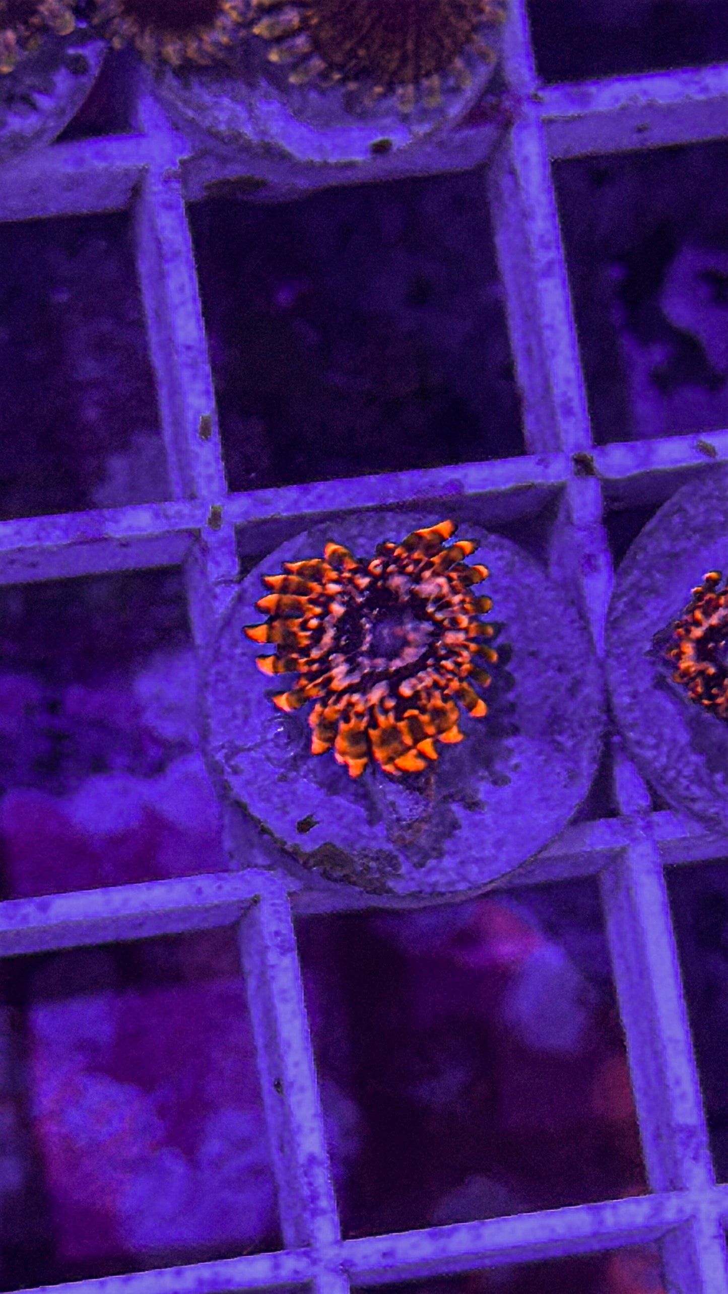 Utter Chaos Zoas (WYSIWYG)