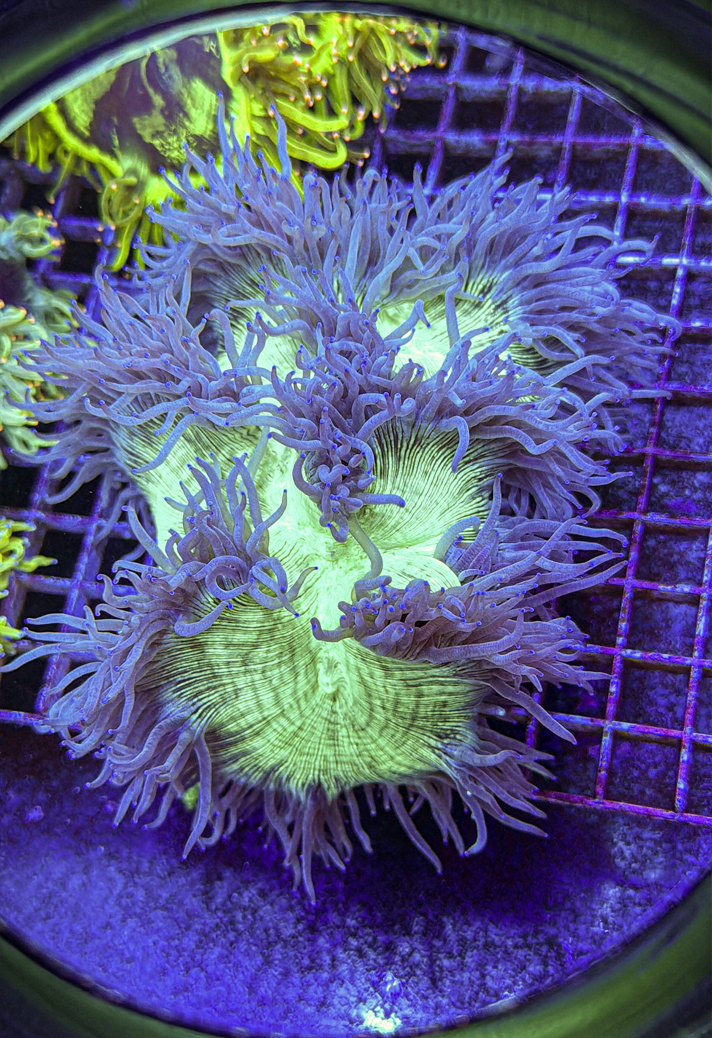 Unique Elegance (WYSIWYG)