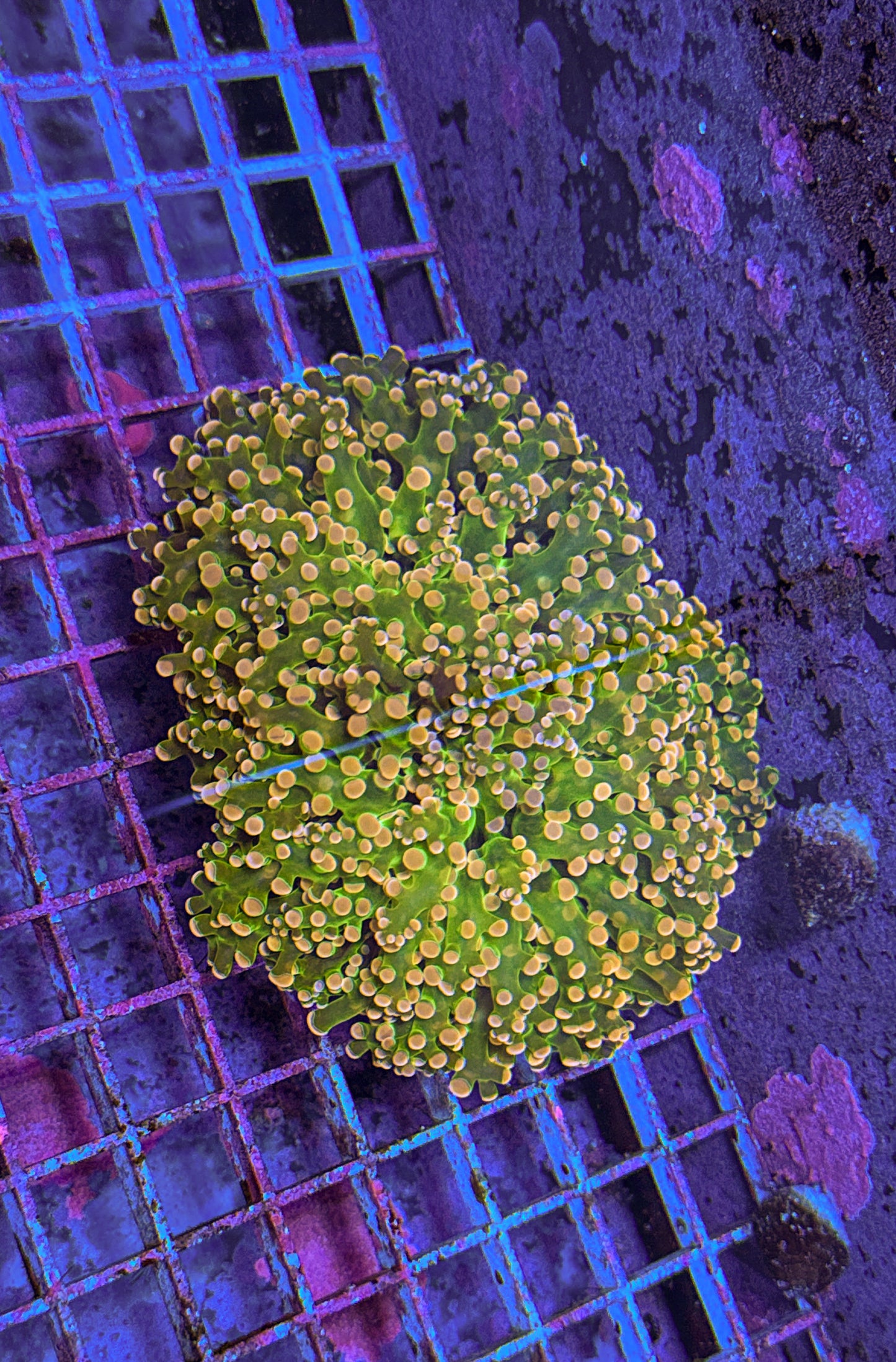 Pink Tip Frogspawn Large (WYSIWYG)