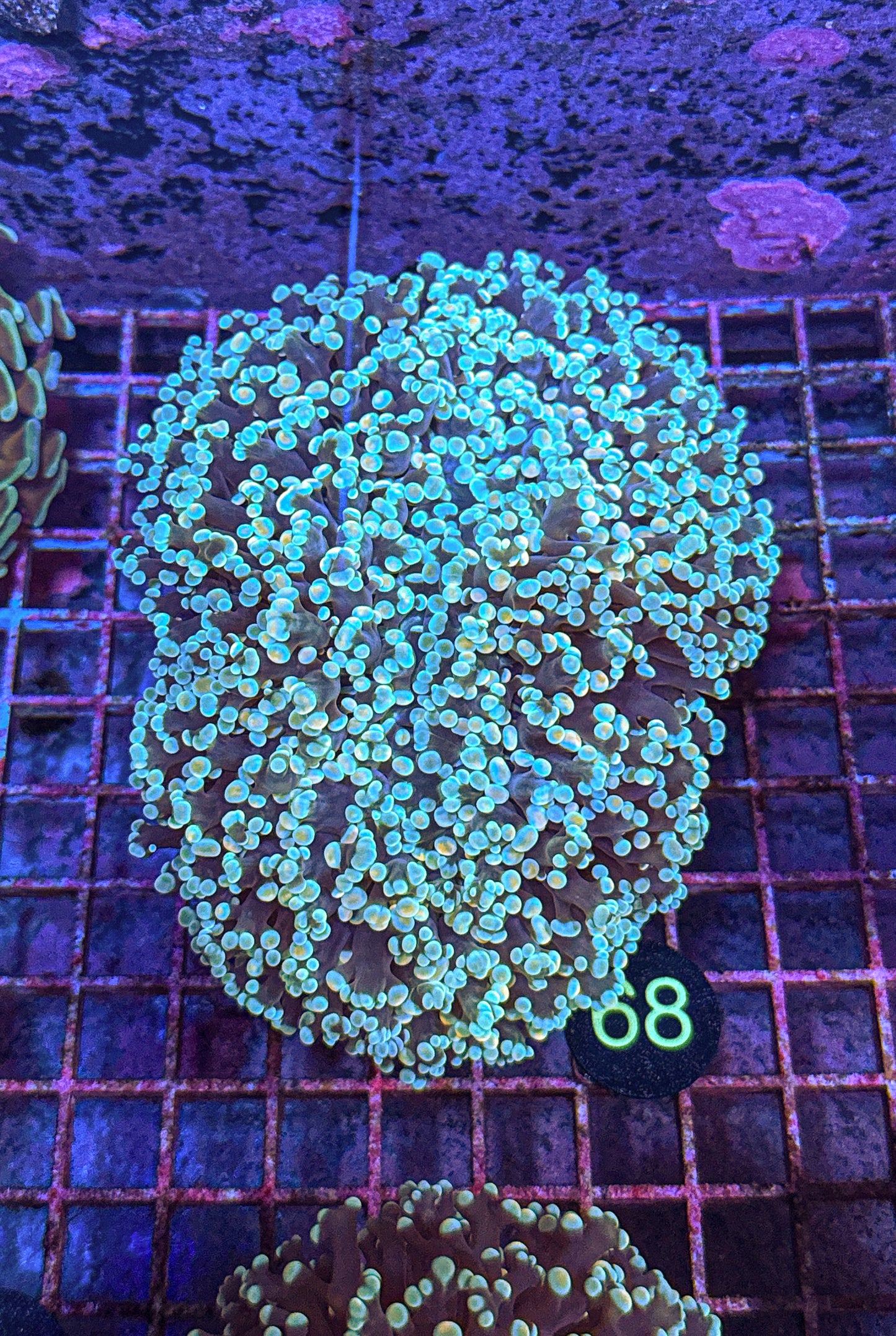 XXL Rainbow Kingspawn (WYSIWYG) (Copy)