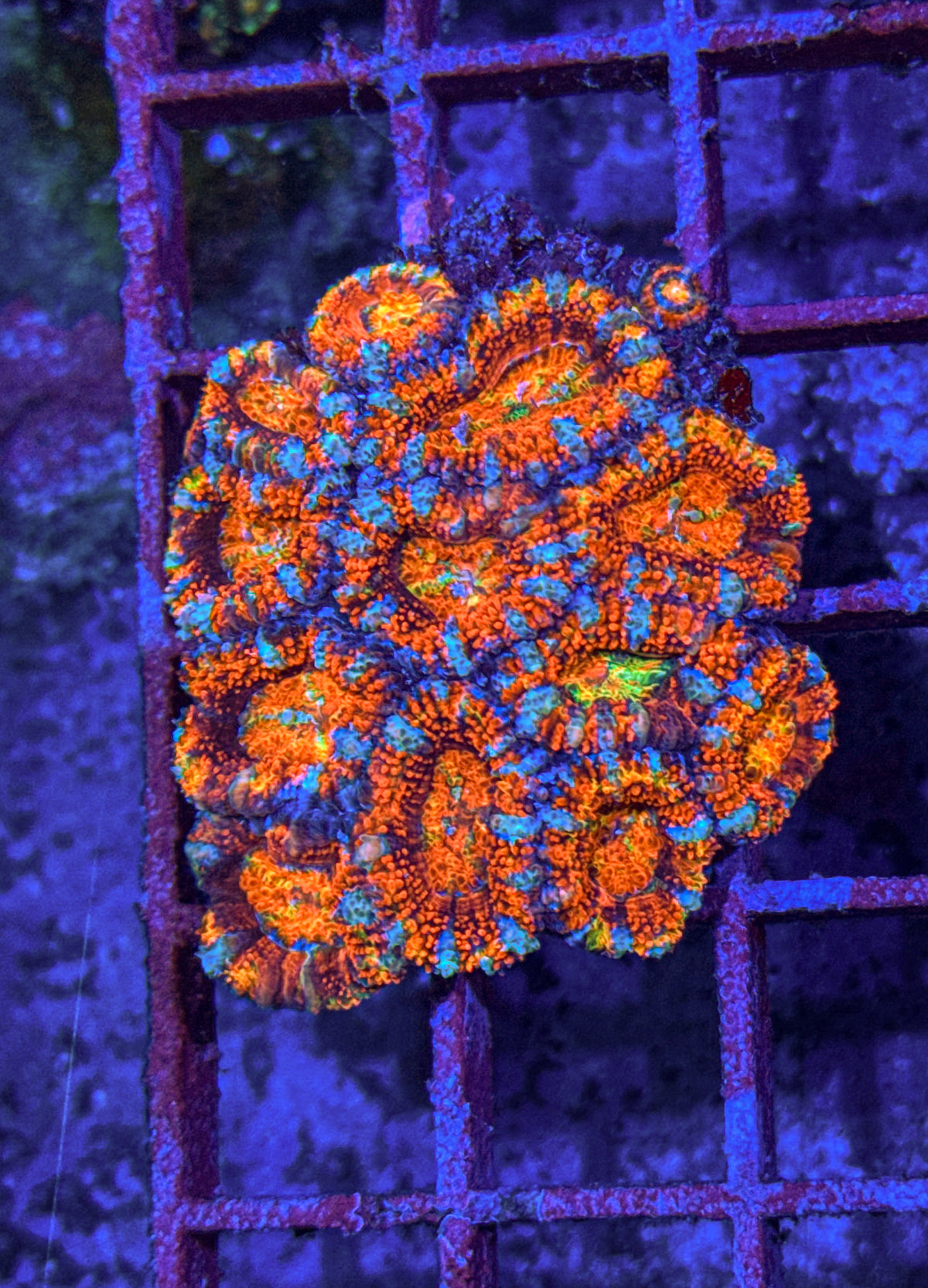 Ultra Rainbow Acan Colony (WYSIWYG)