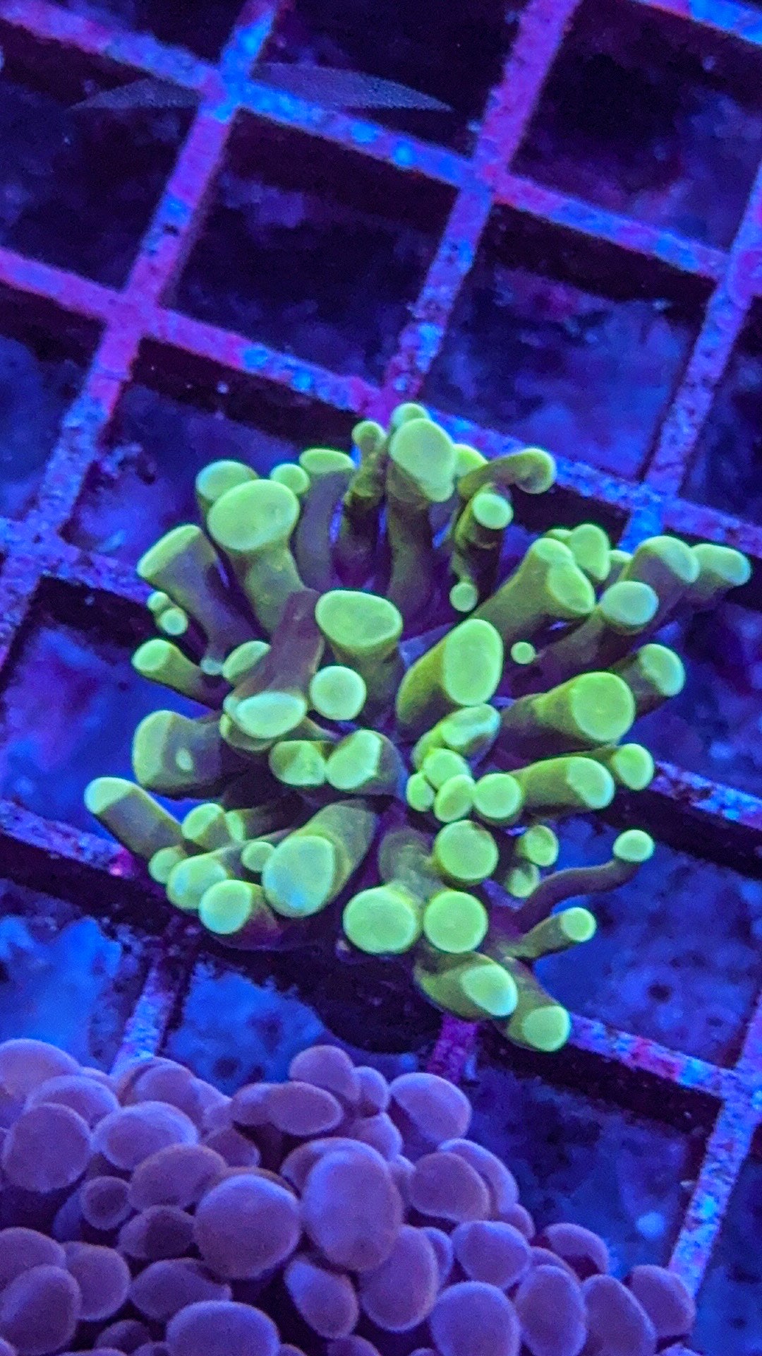 Toxic Hammer (WYSIWYG)