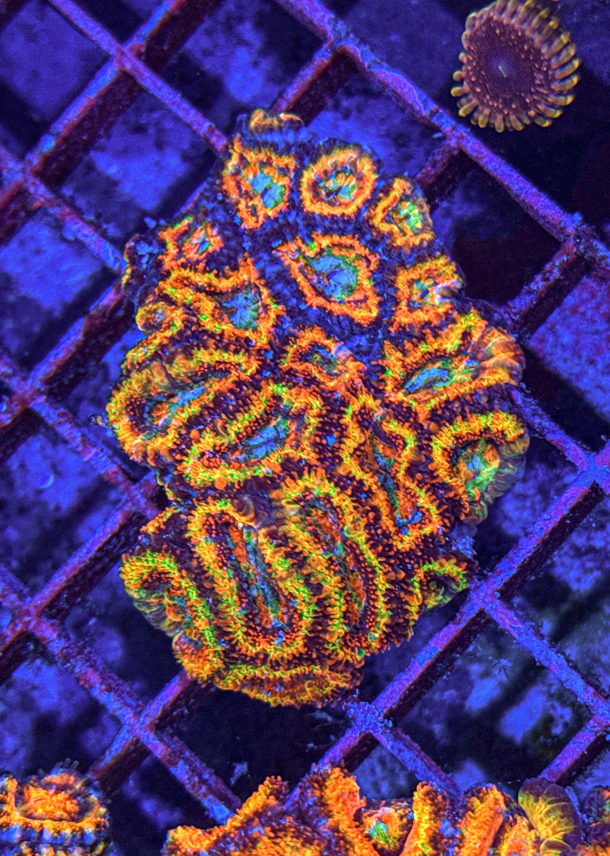 Ultra Rainbow Acan Colony (WYSIWYG)