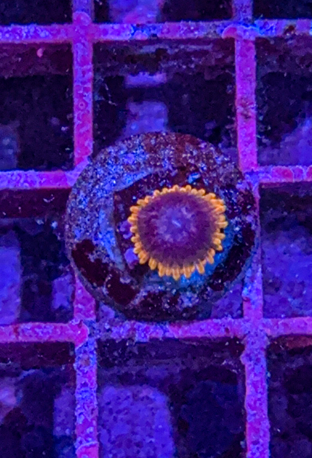 Stiggy Marley Zoa (WYSIWYG)