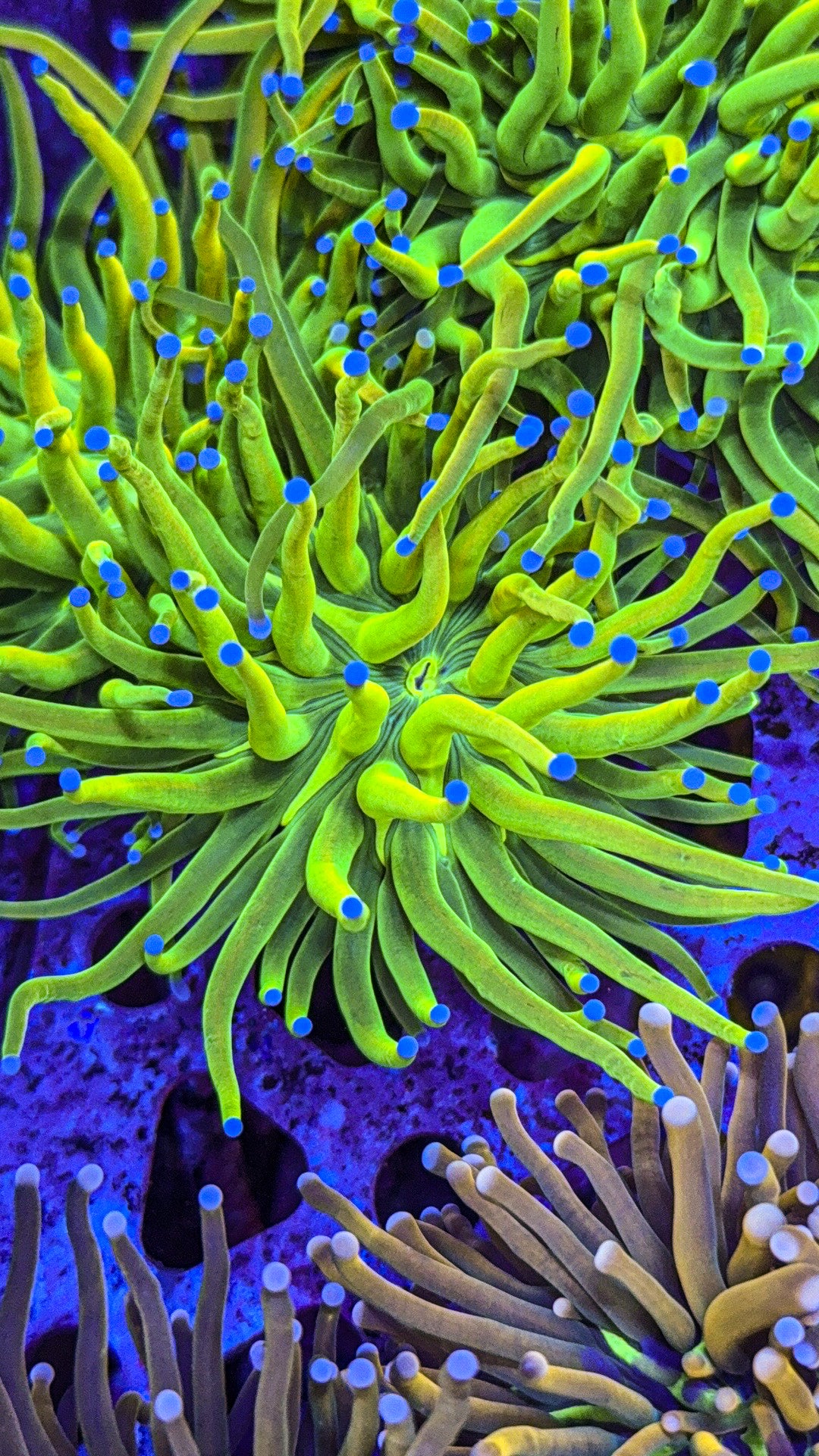 Blue Tip Holy Grail Torch (WYSIWYG)