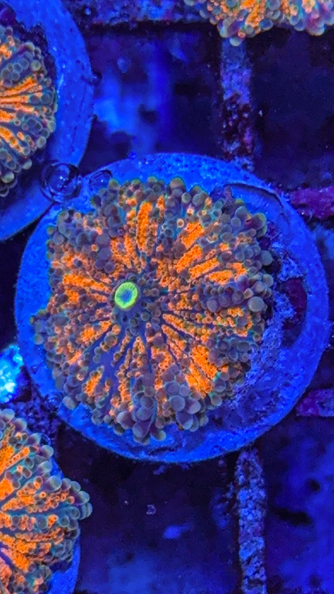 Orange Yuma (WYSIWYG)