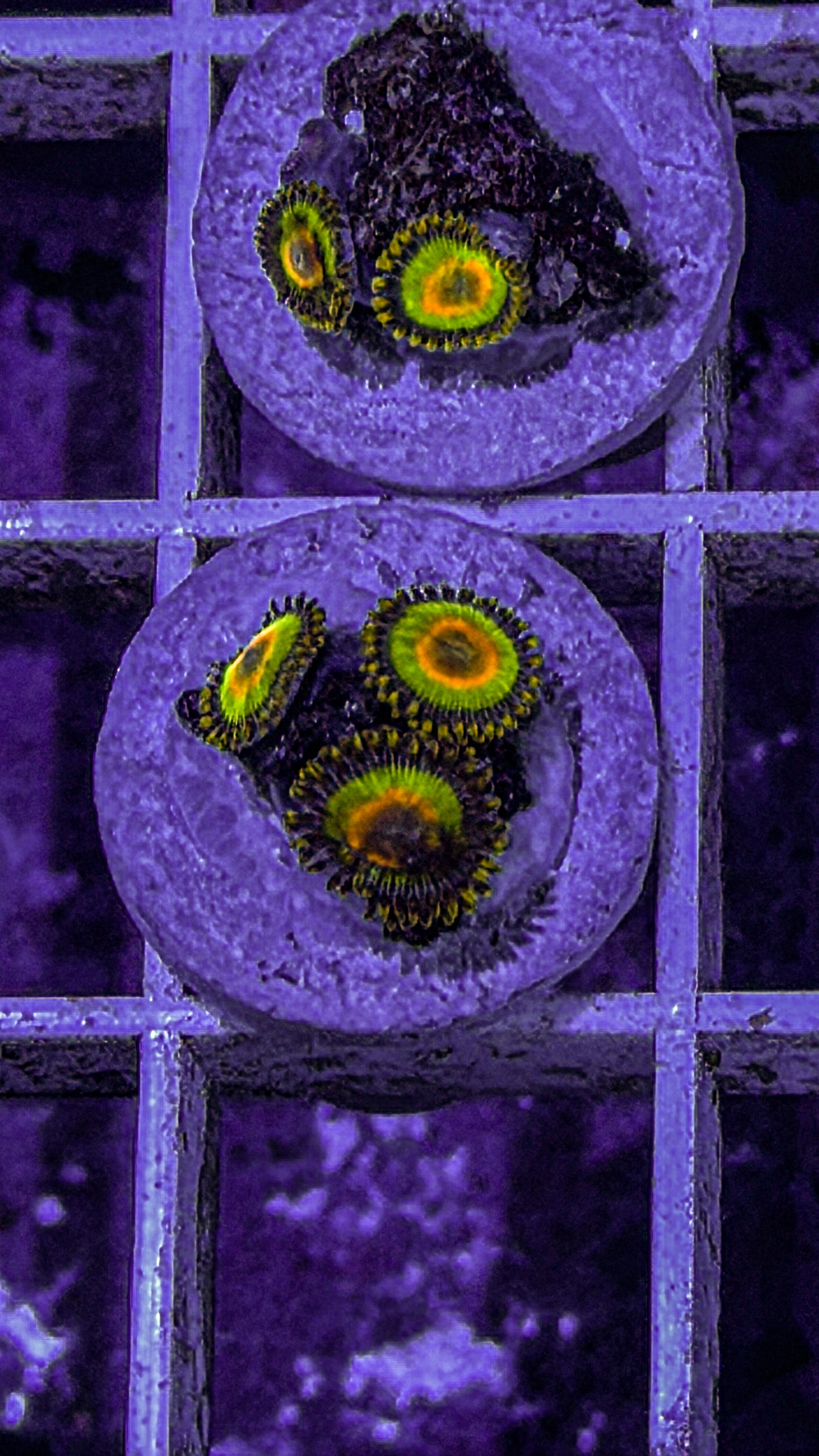 Rasta Zoas (WYSIWYG)