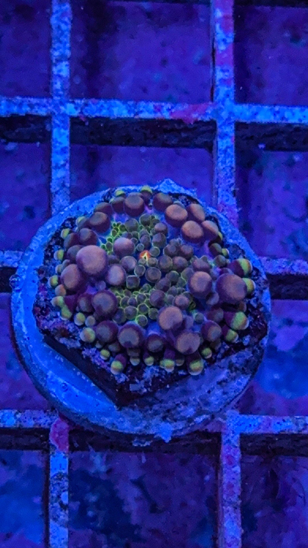 Purple Haze Yuma Mushroom (WYSIWYG)