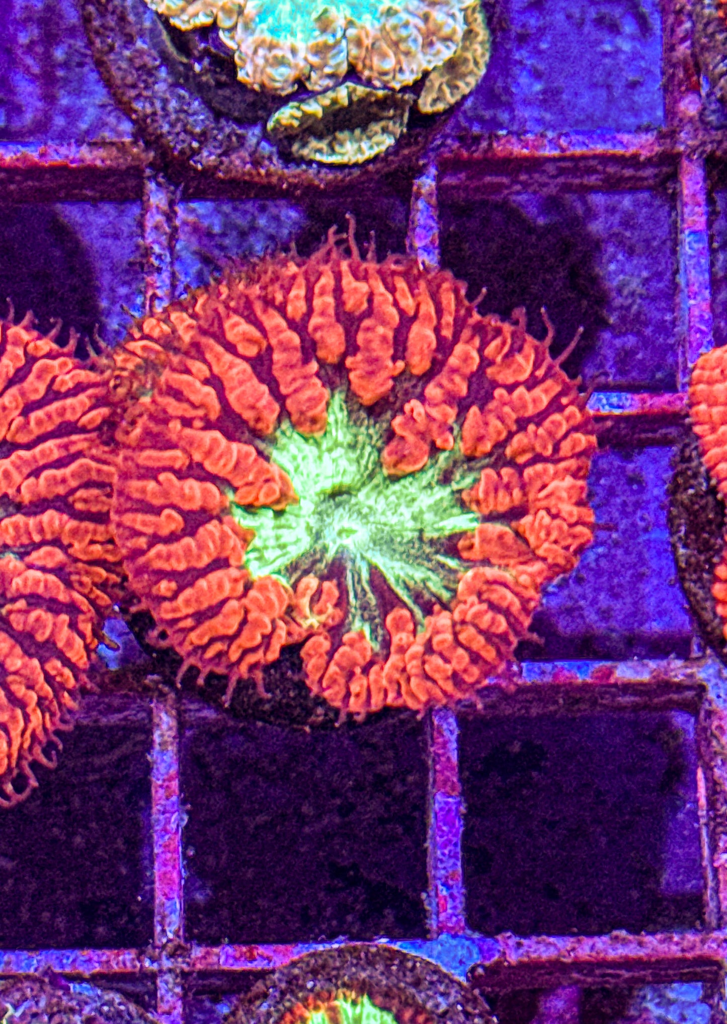 Blasto (WYSIWYG)