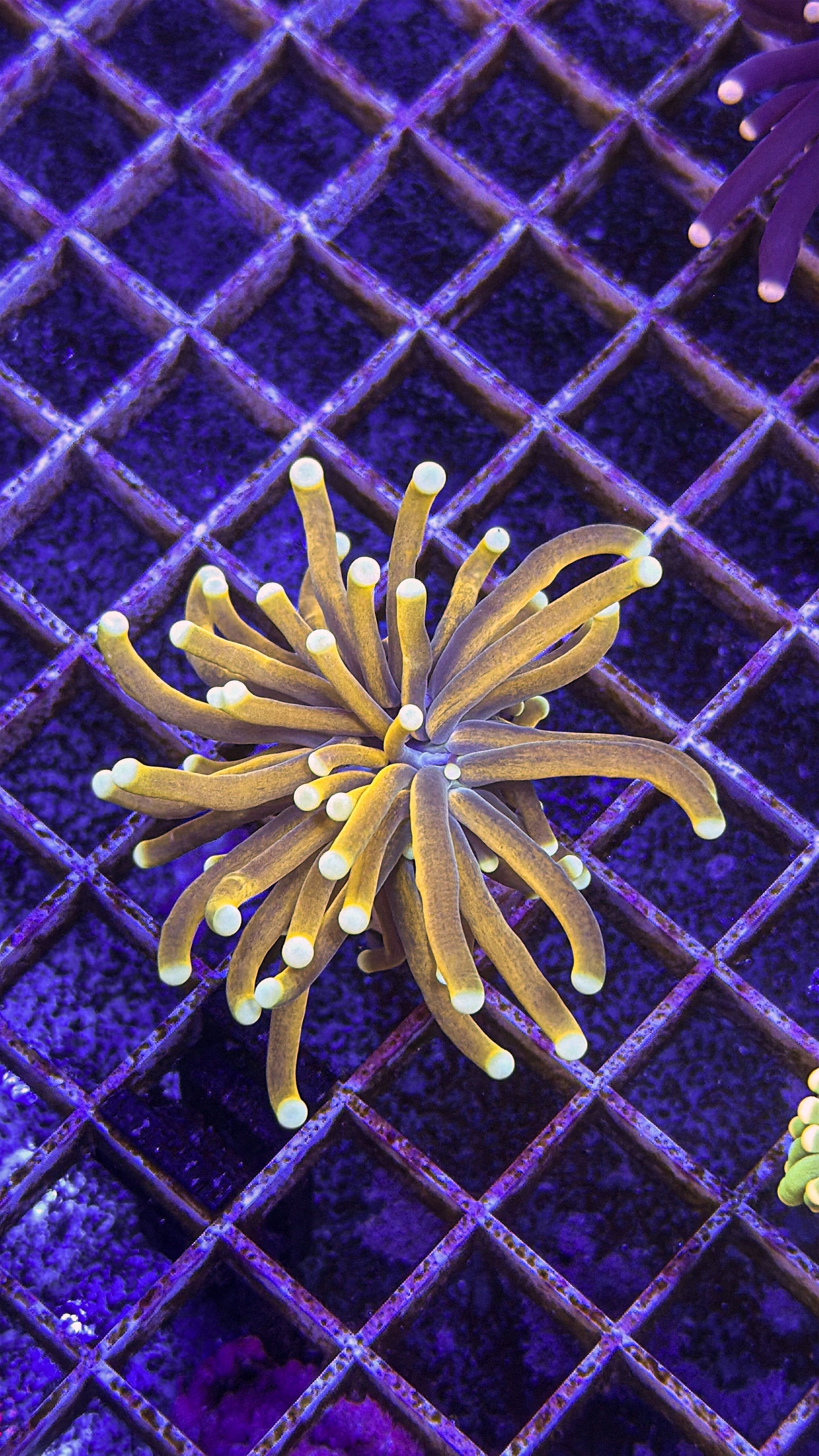 Malaysian Gold Torch (WYSIWYG)