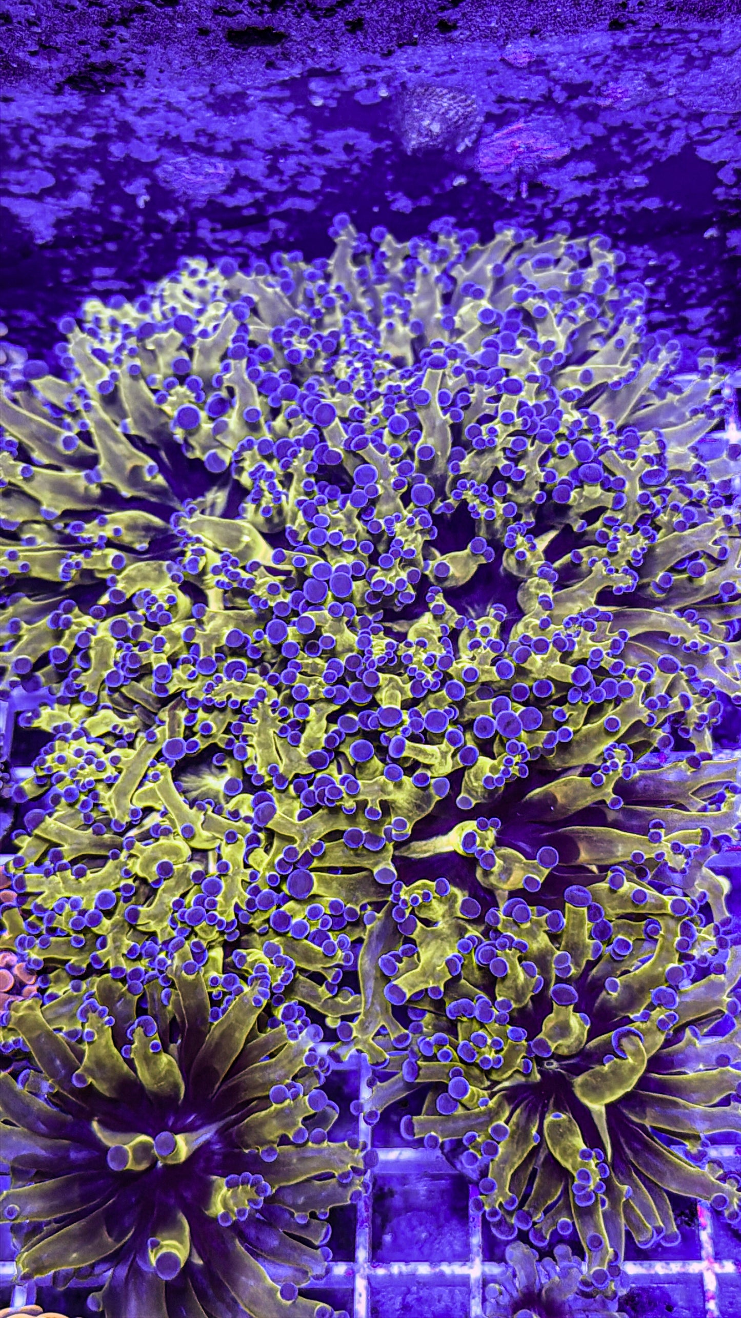 OG Frogspawn (WYSIWYG)