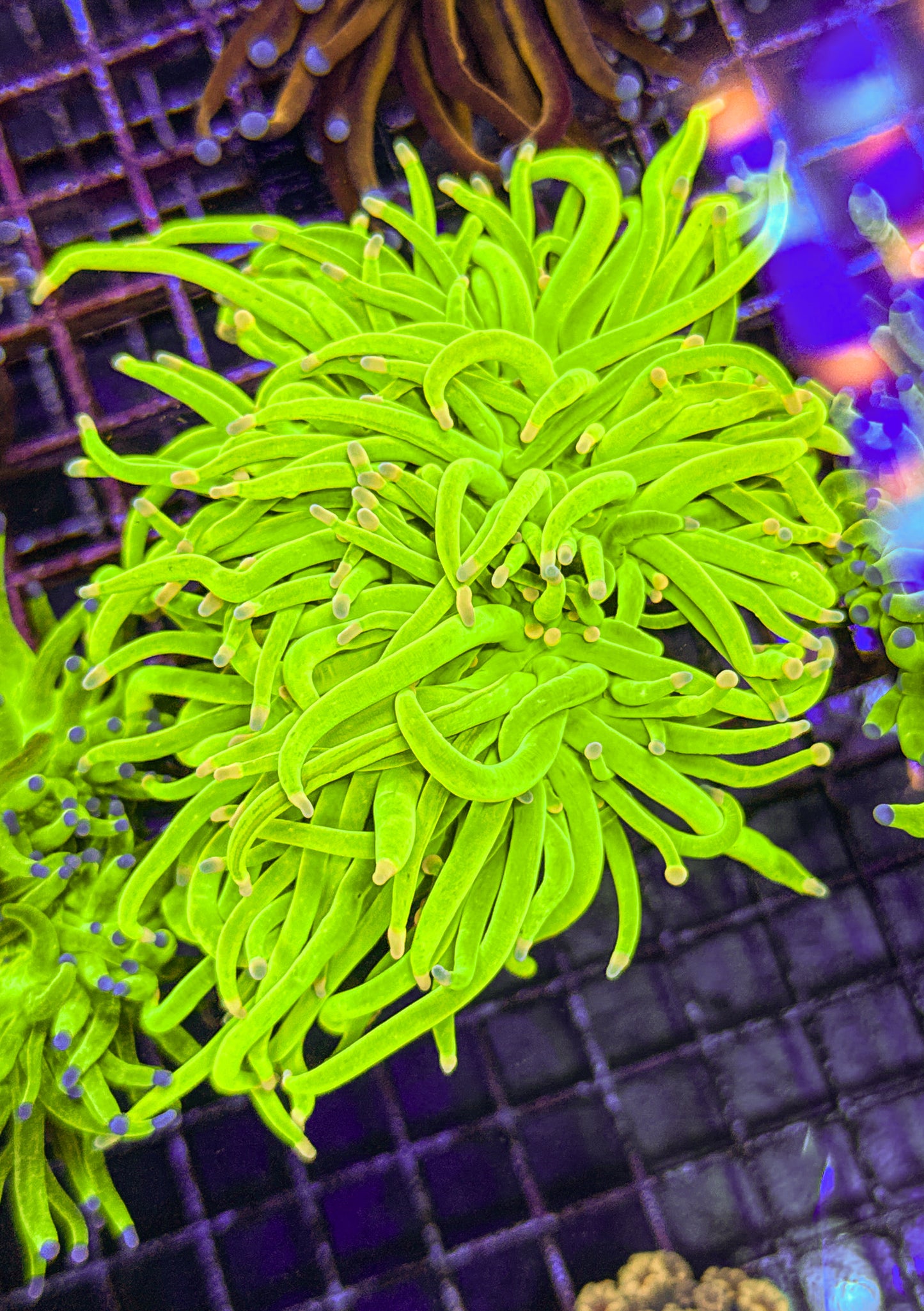 Big! Pink Tip HG Torch (WYSIWYG)