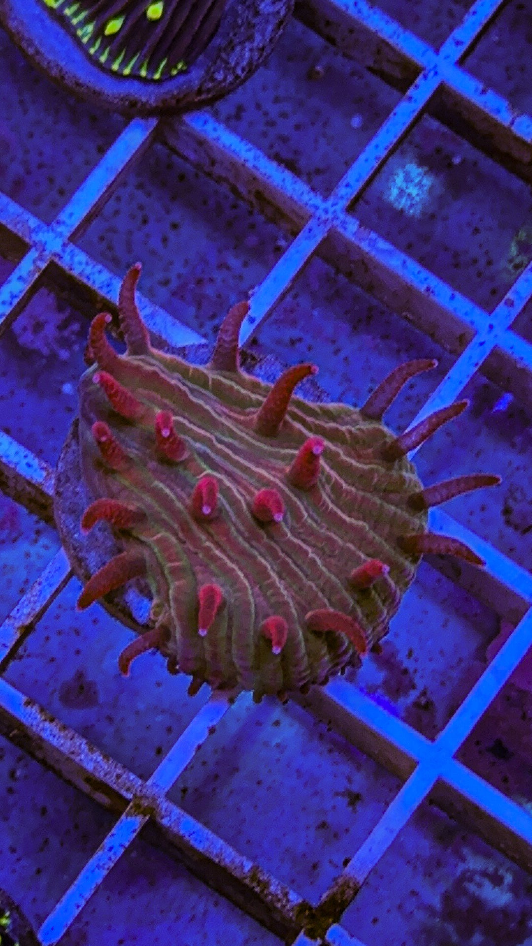 Diaseris Fungia AKA Plate coral (WYSIWYG)