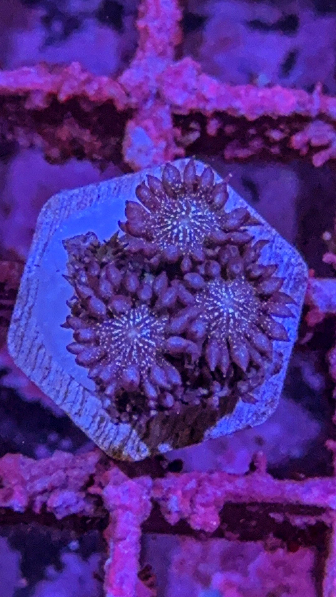 WCC Blue Glitter Goni (WYSIWYG)