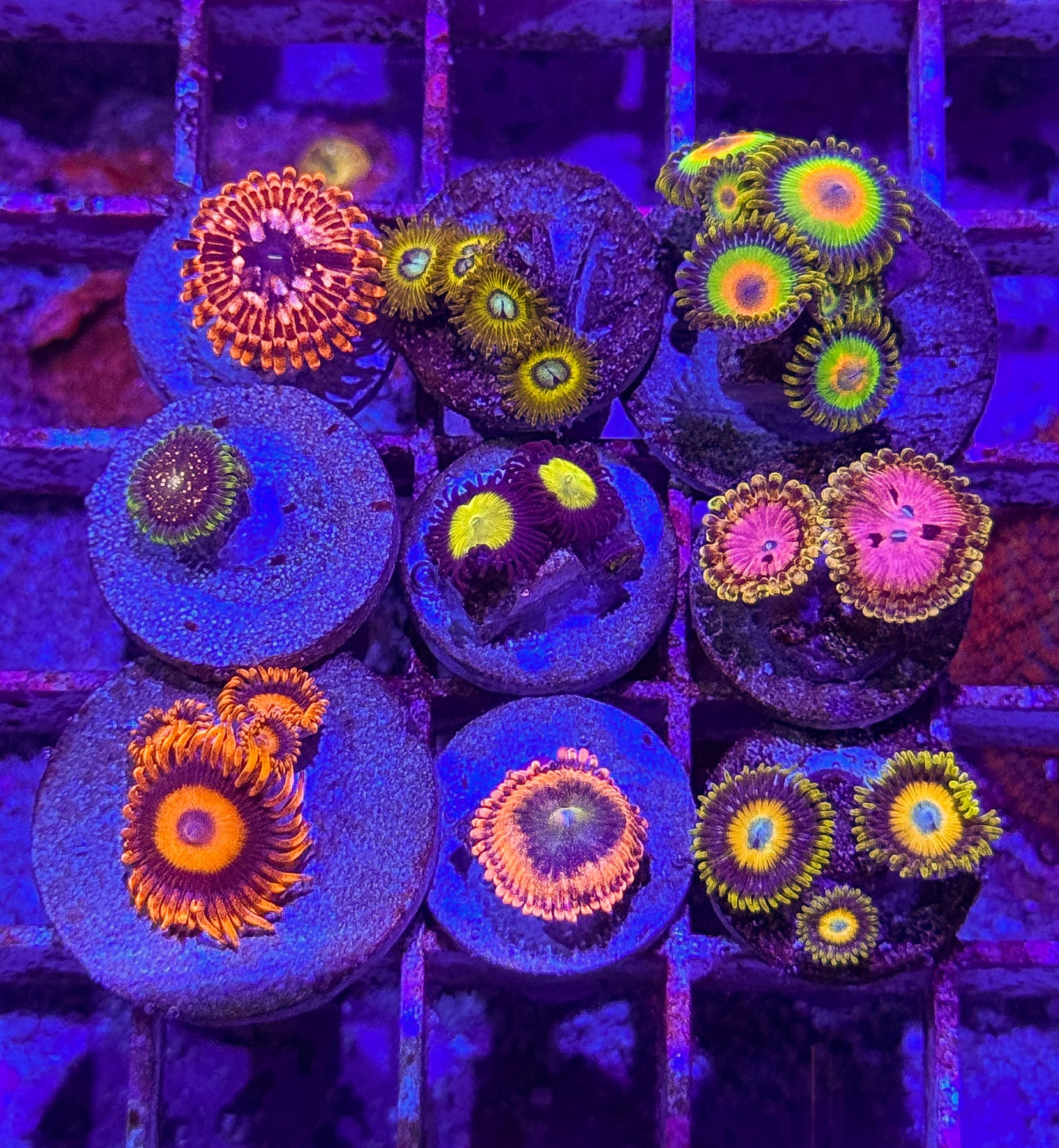 Zoa Pack (WYSIWYG)