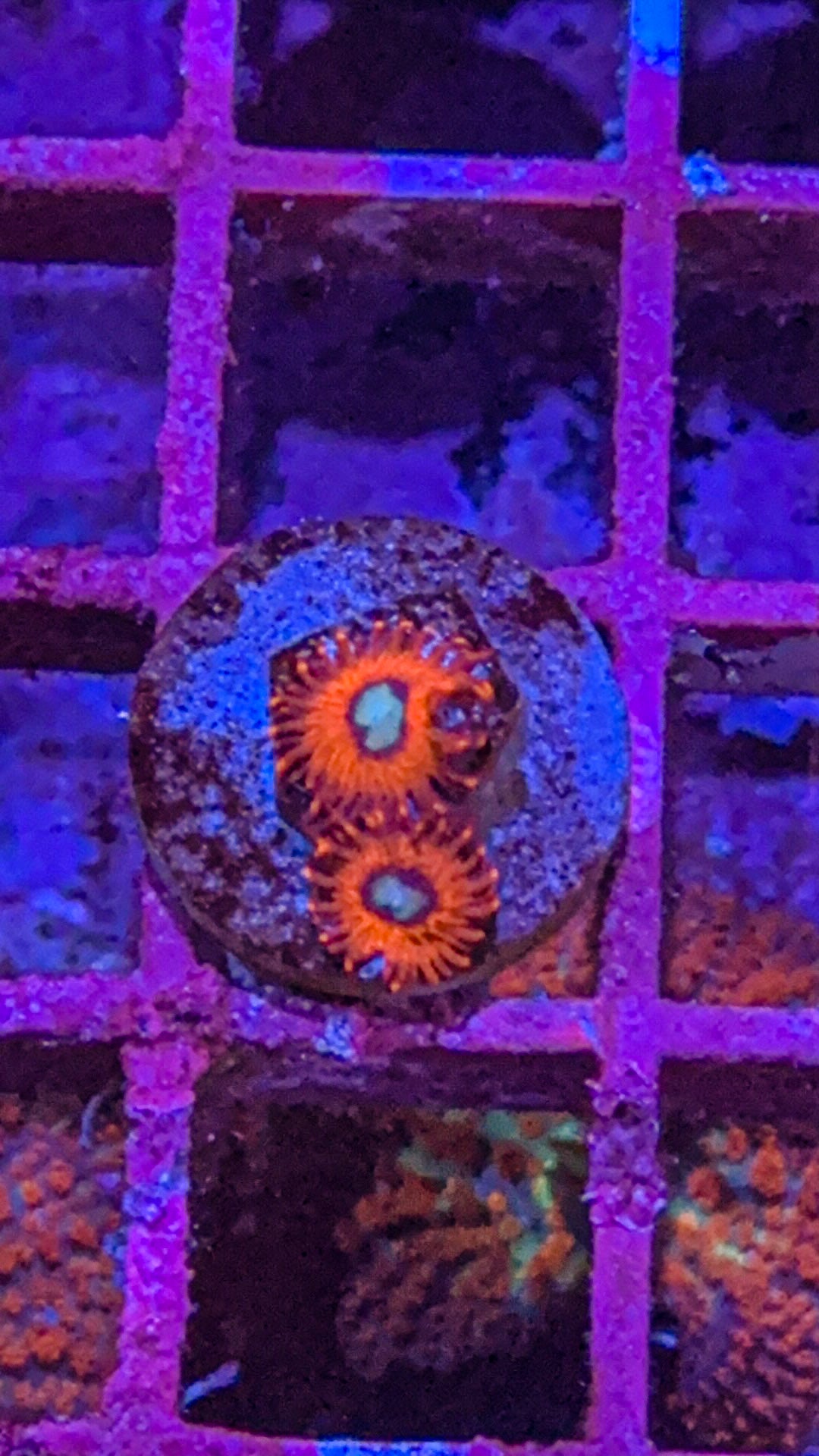 Charmander Zoas (WYSIWYG)