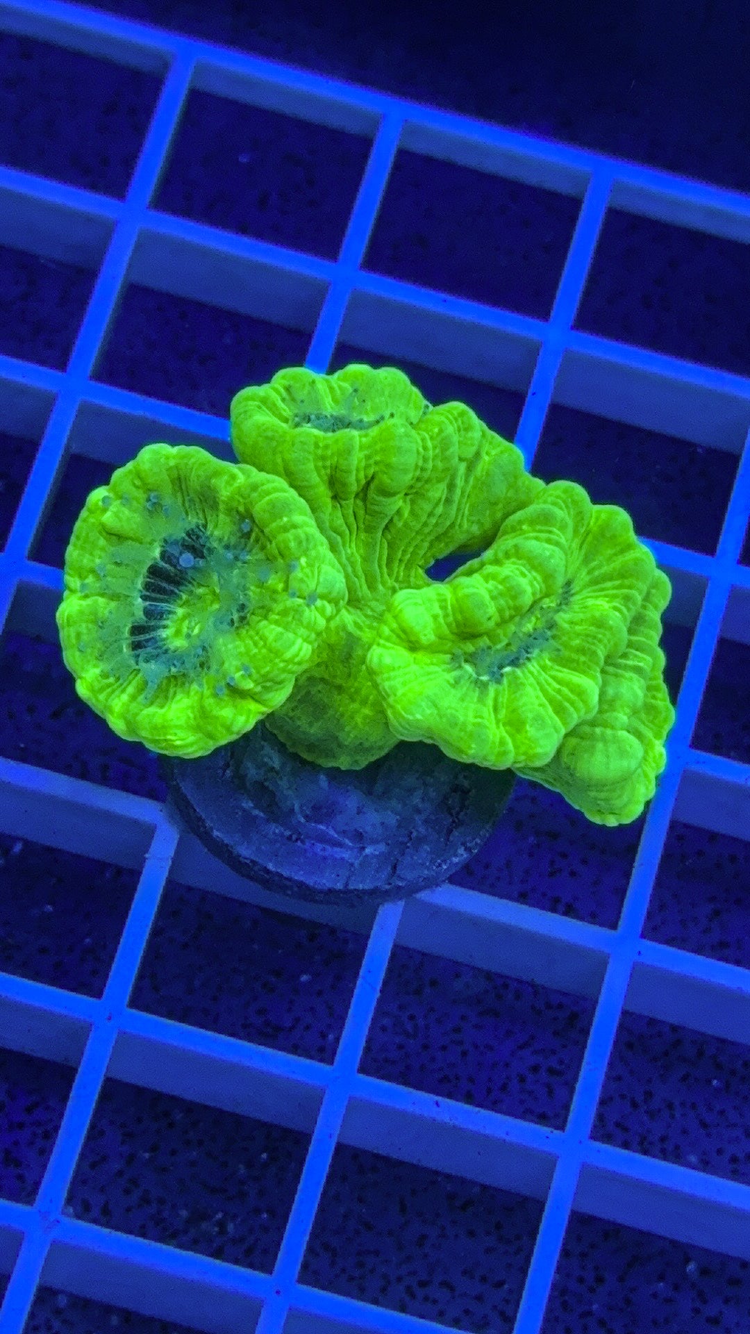 Kryptonite Candy Cane (WYSIWYG)