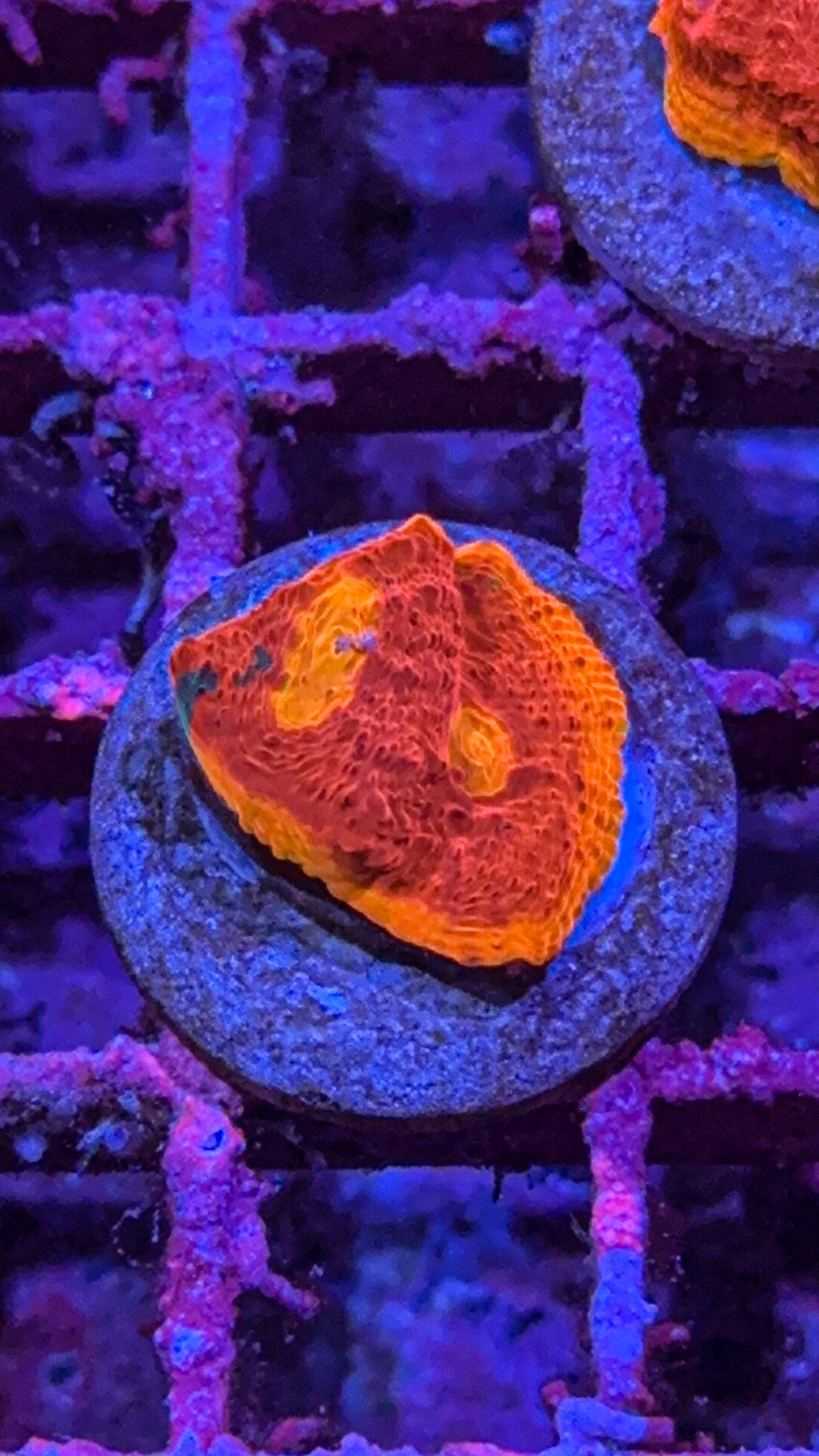 SC Dynamite Chalice (WYSIWYG)