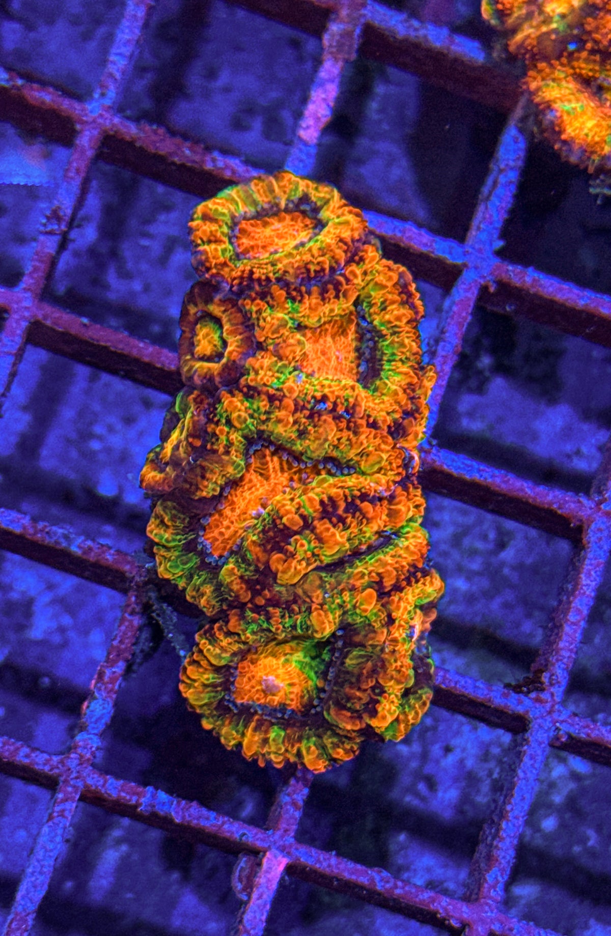 Ultra Rainbow Acan Colony (WYSIWYG)