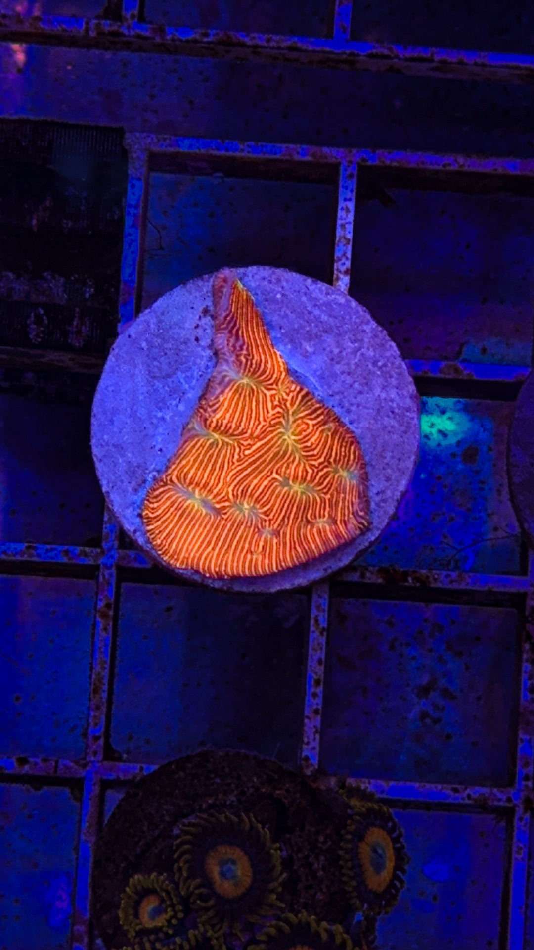Jack O Lantern Leptoseris (WYSIWYG)