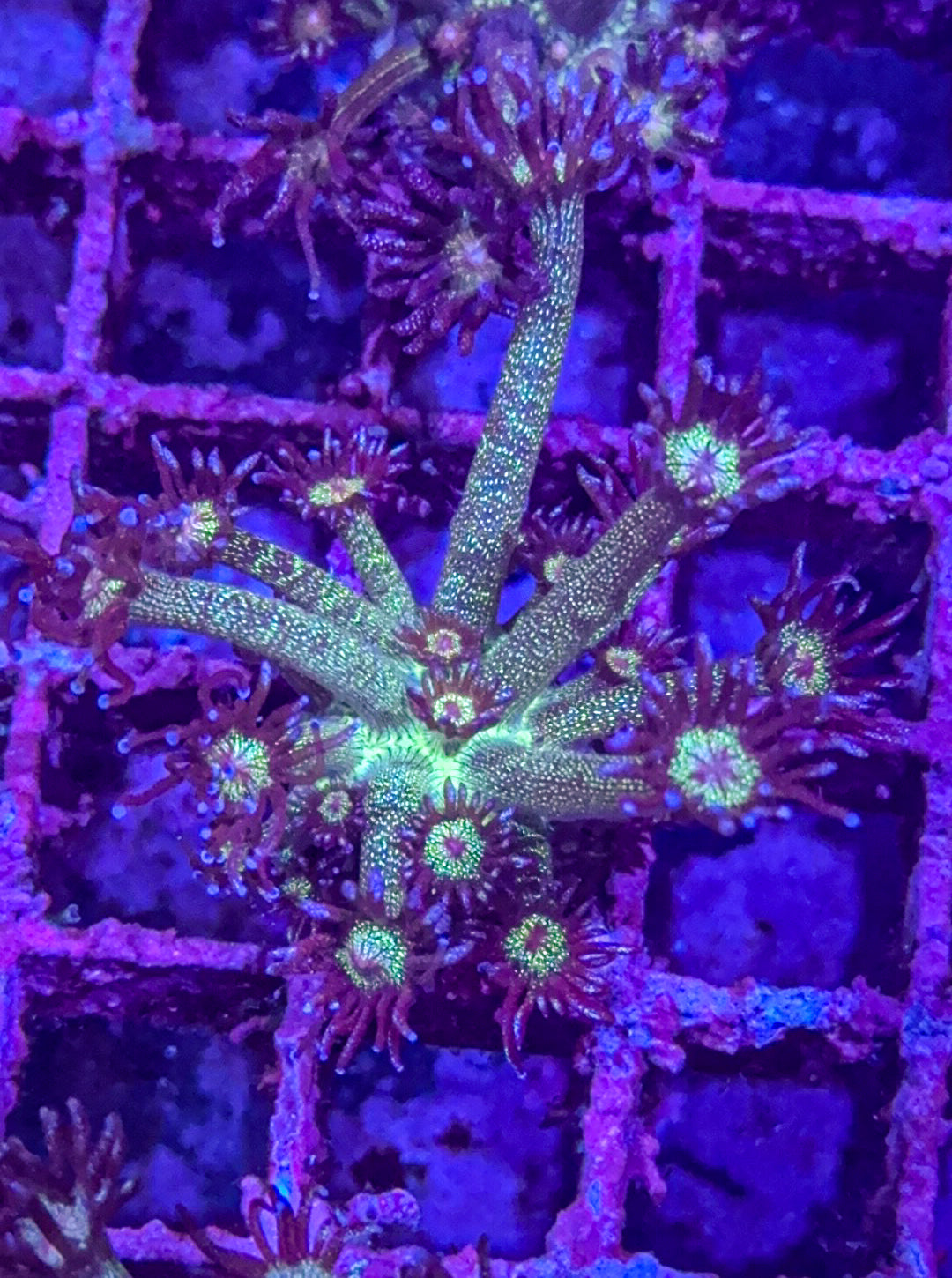 Glitter Goni (WYSIWYG)