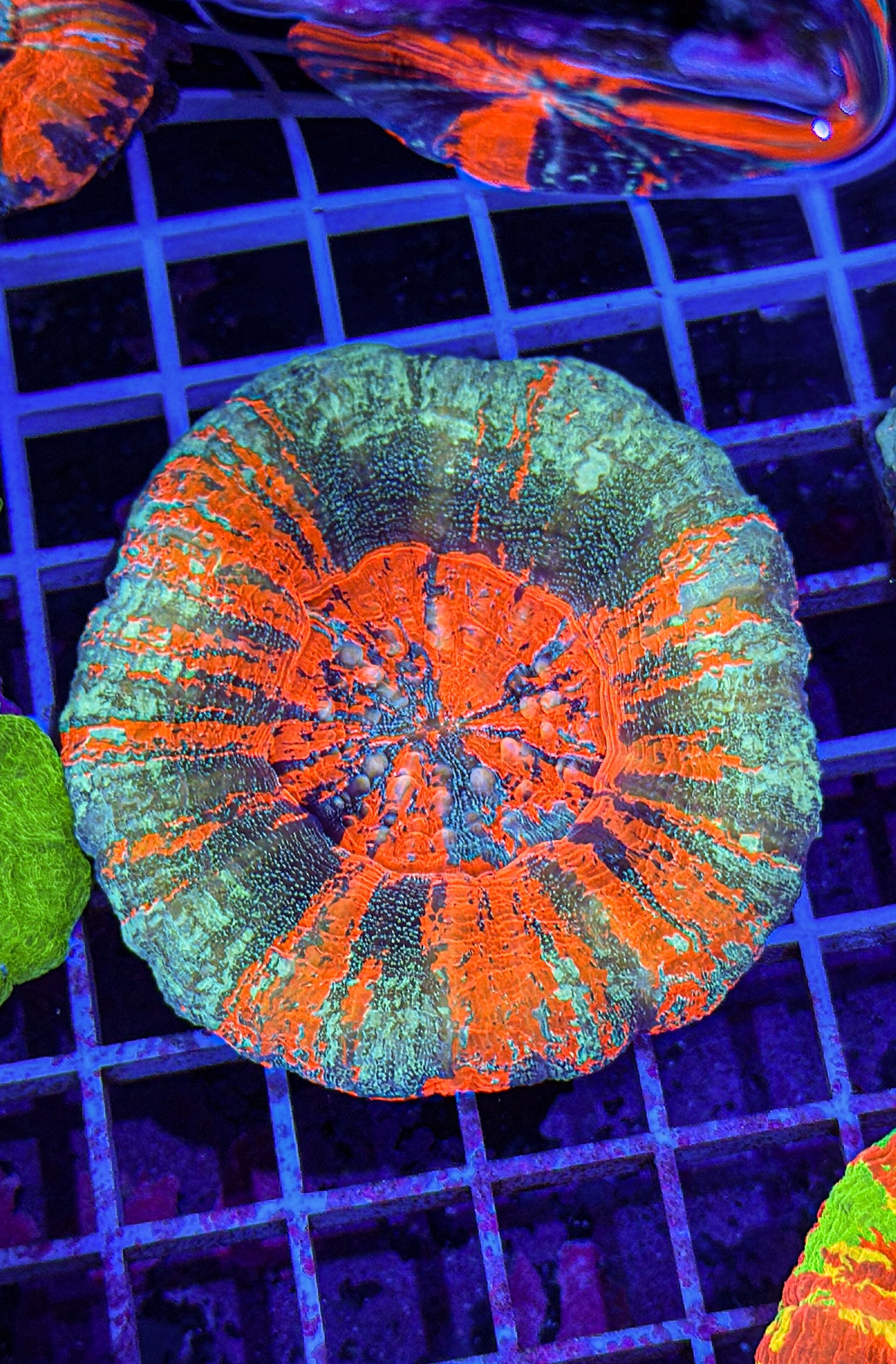 Glitter Master Scoly (WYSIWYG)