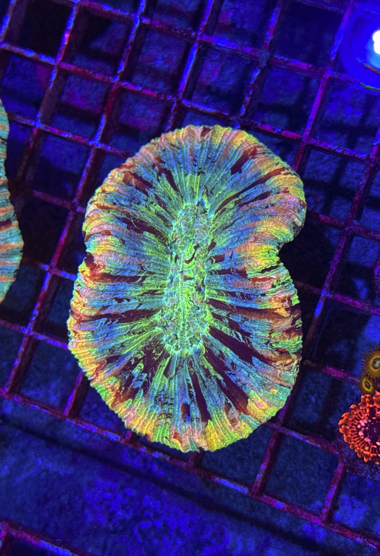 Cotton Candy Rainbow Trachy (WYSIWYG)