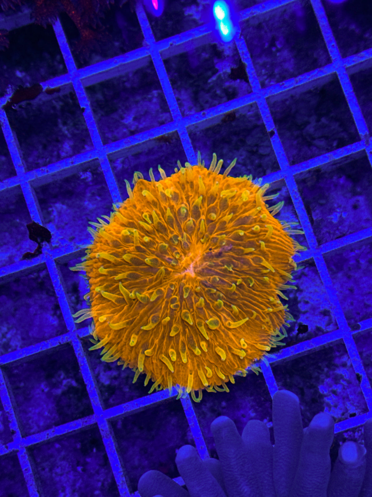 Raising Sun Fungia (WYSIWYG)