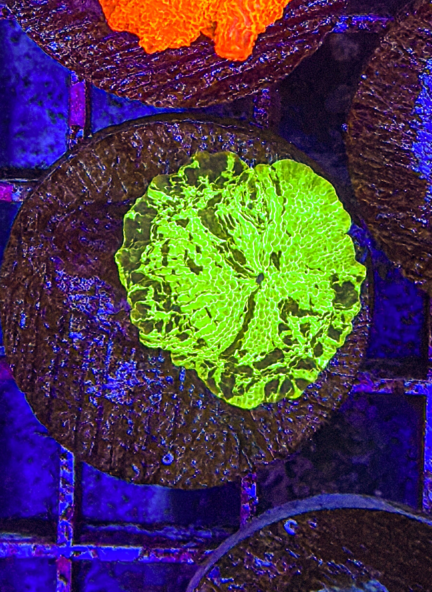 Kryptonite JB Mushroom (WYSIWYG)