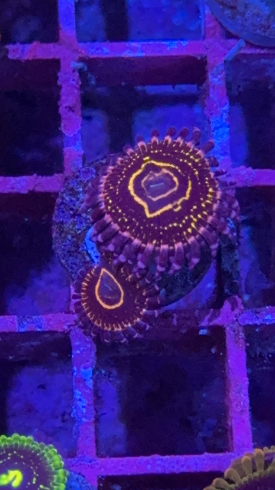 Stratosphere Zoa (WYSIWYG)