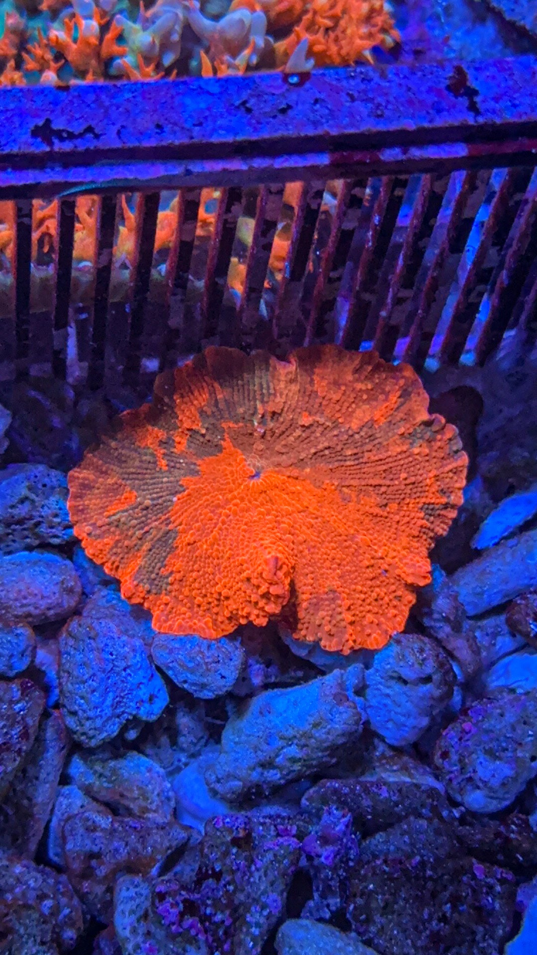 Candy Crush Jawbreaker Mushroom Coral (WYSIWYG)
