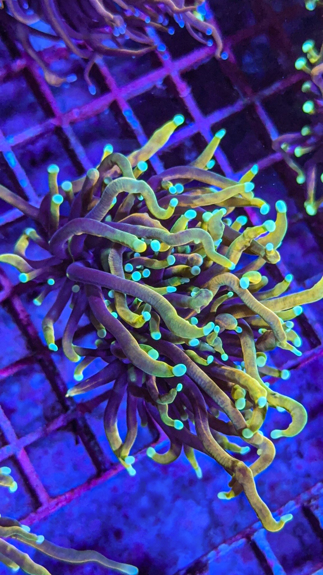 CC21 Tails Torch (WYSIWYG)