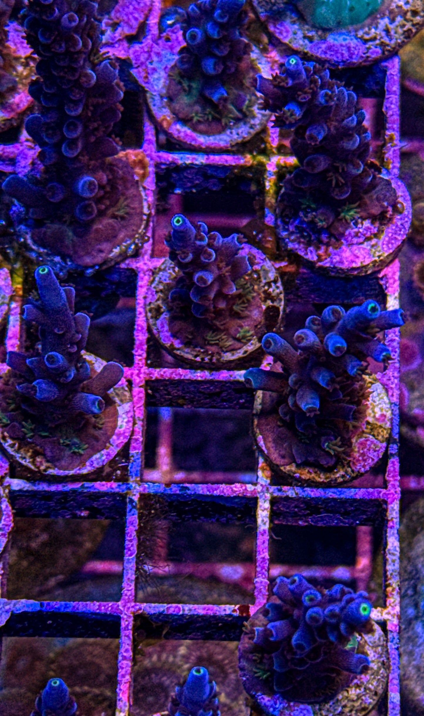 Oregon Tort Acro (WYSIWYG)