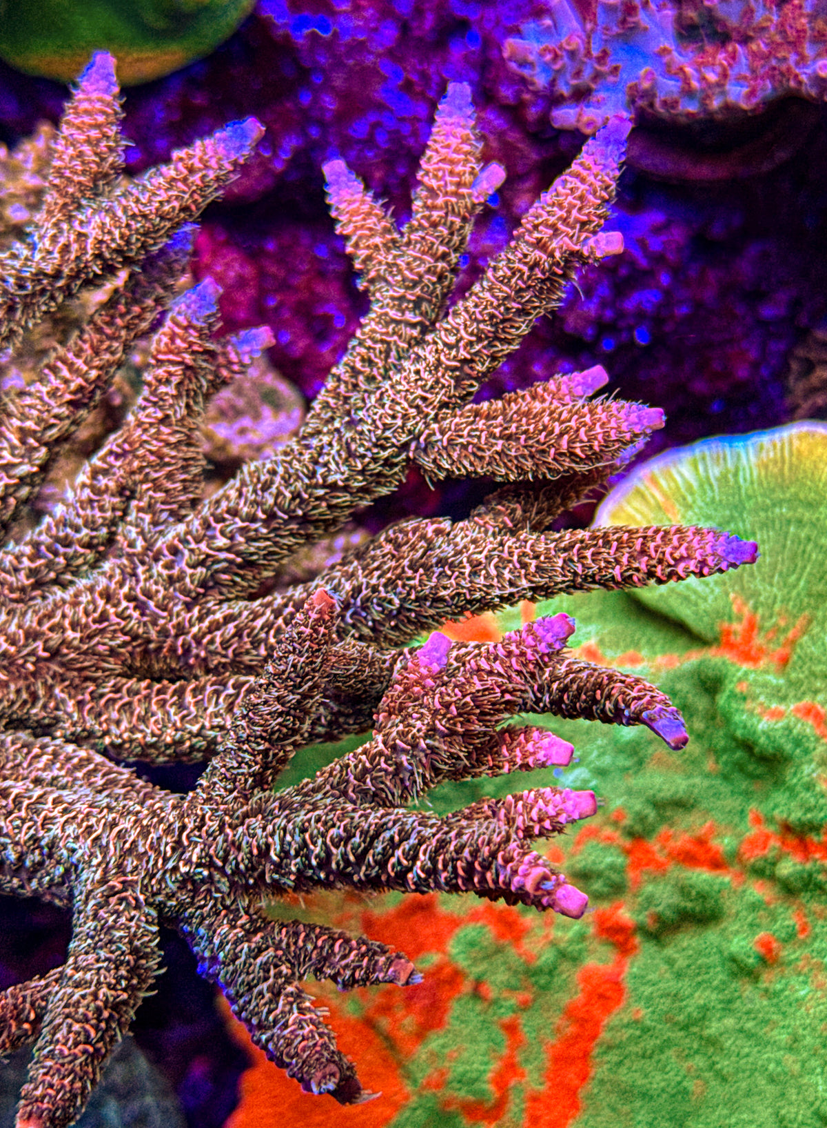 Texas Pink Stag Acro (WYSIWYG)