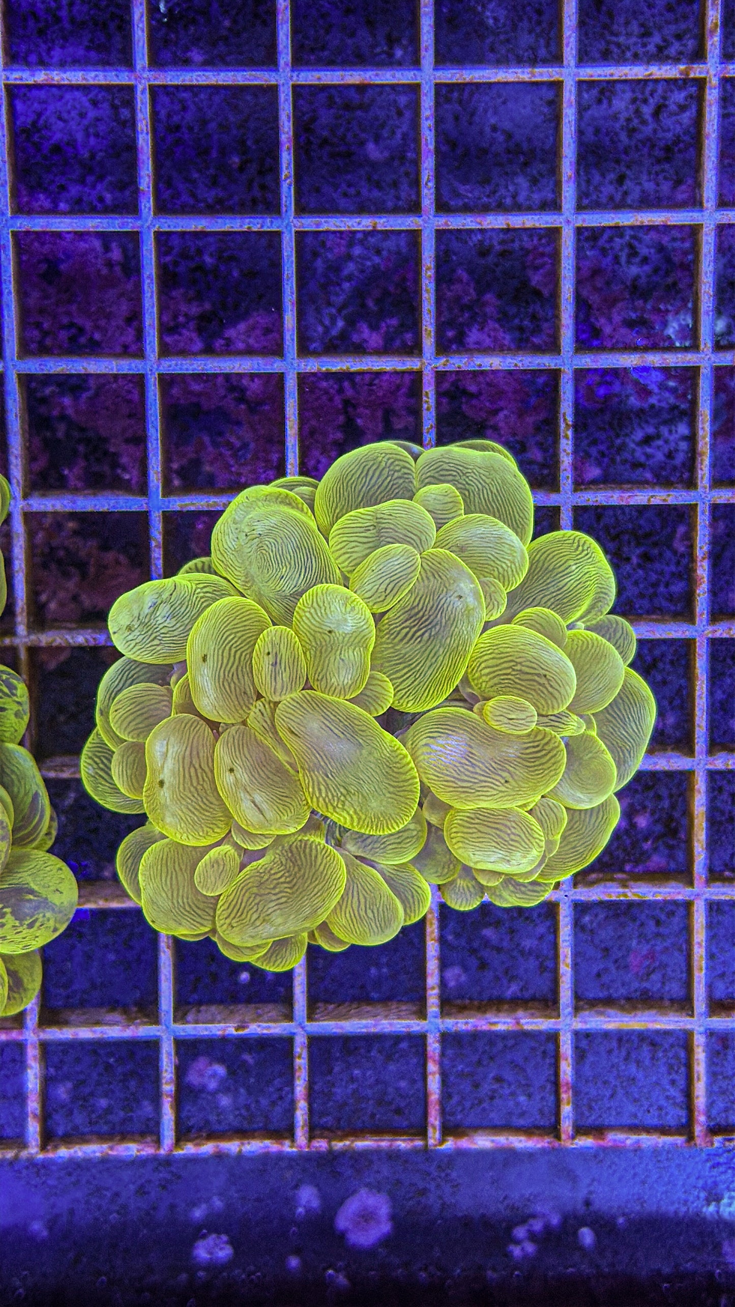 Yellow Bubble Coral (WYSIWYG)