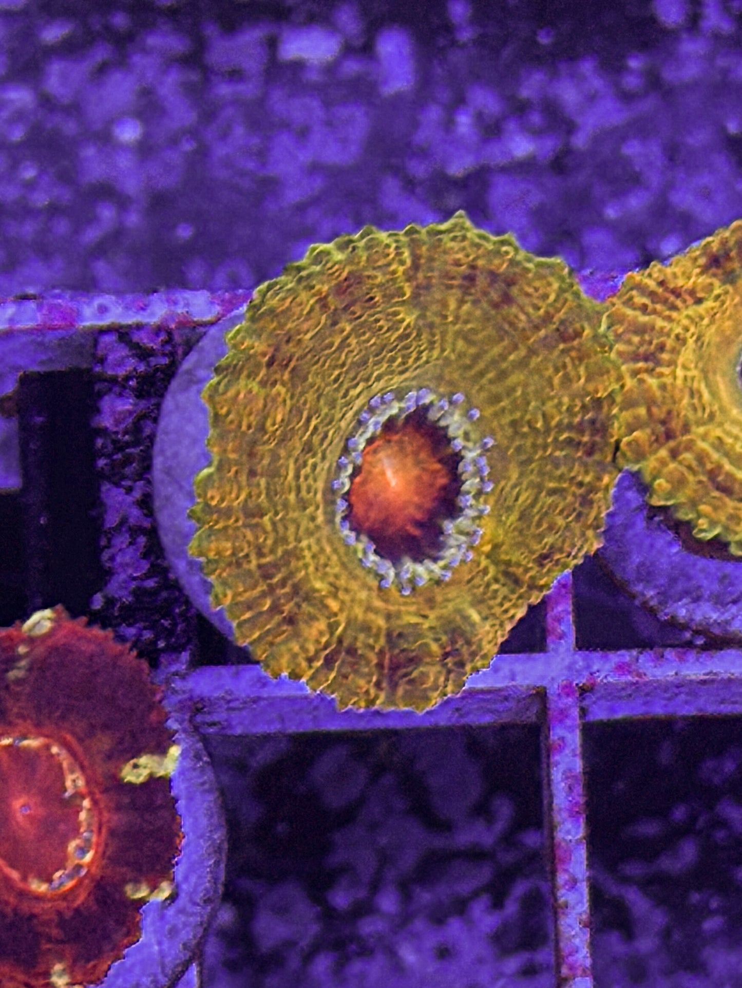 BSA Kill Shot Acan (WYSIWYG)