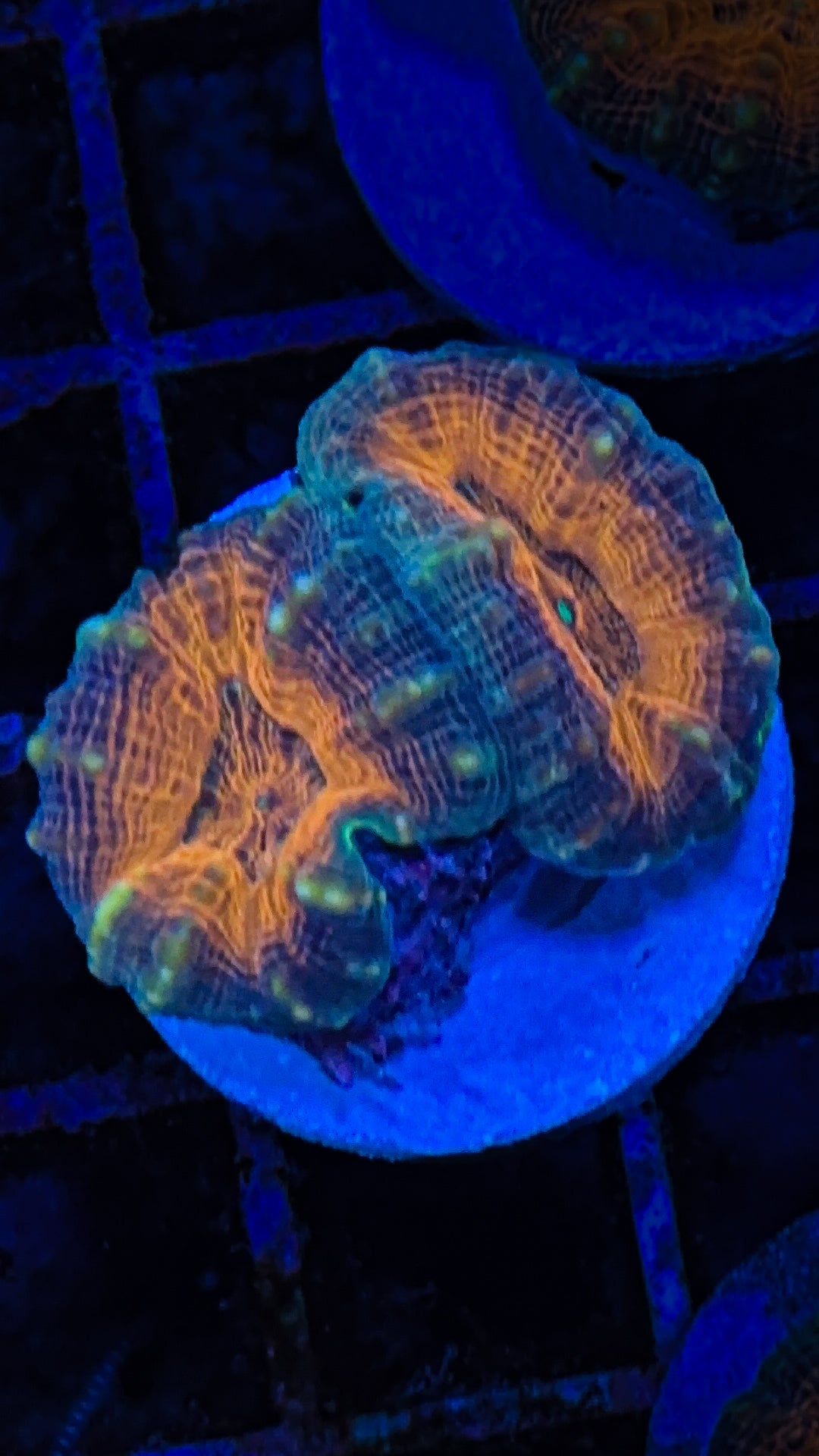 Orange Center Lobo (WYSIWYG)